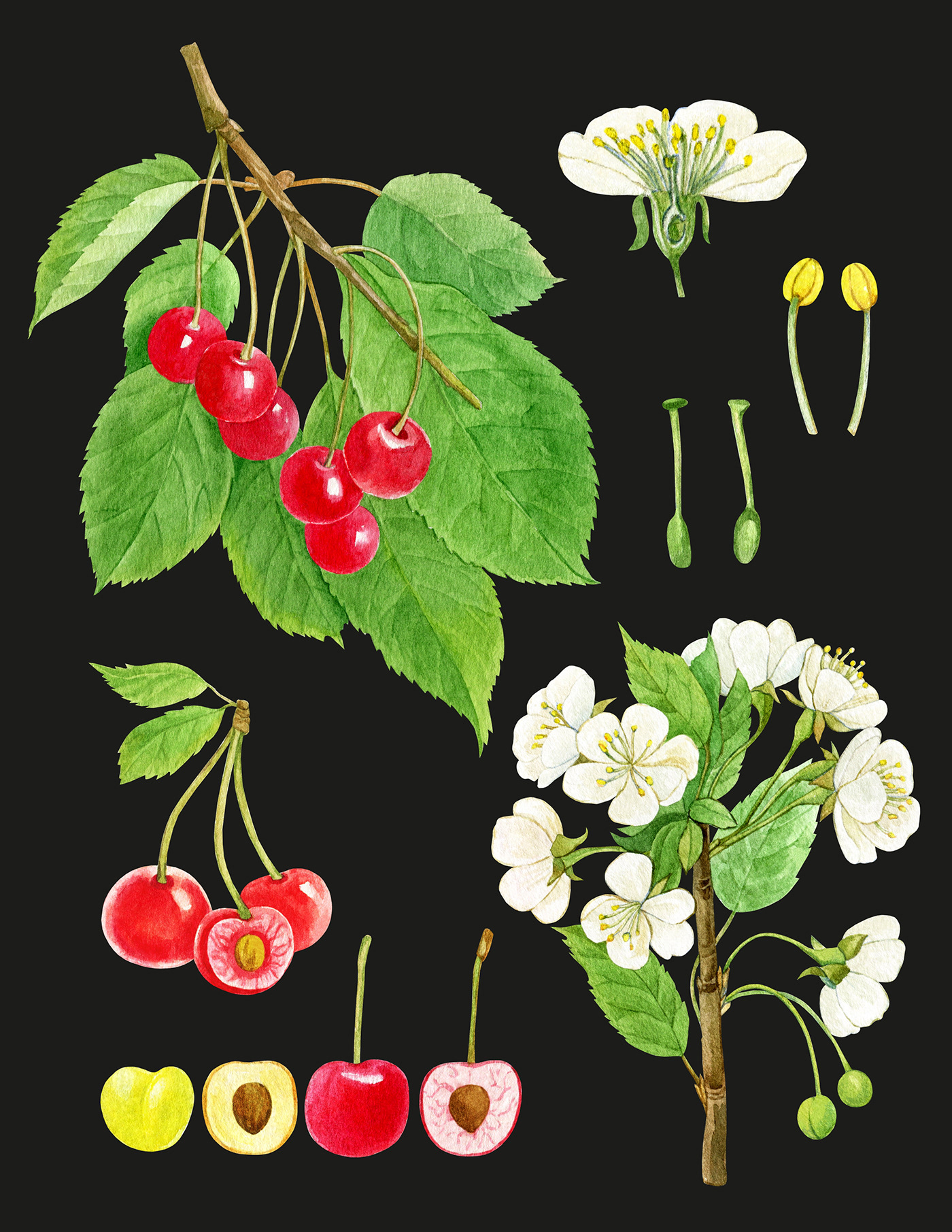 Cherry Blossom clip art hand drawn Cherry Berry Cherry clipart cherry watercolor clipart