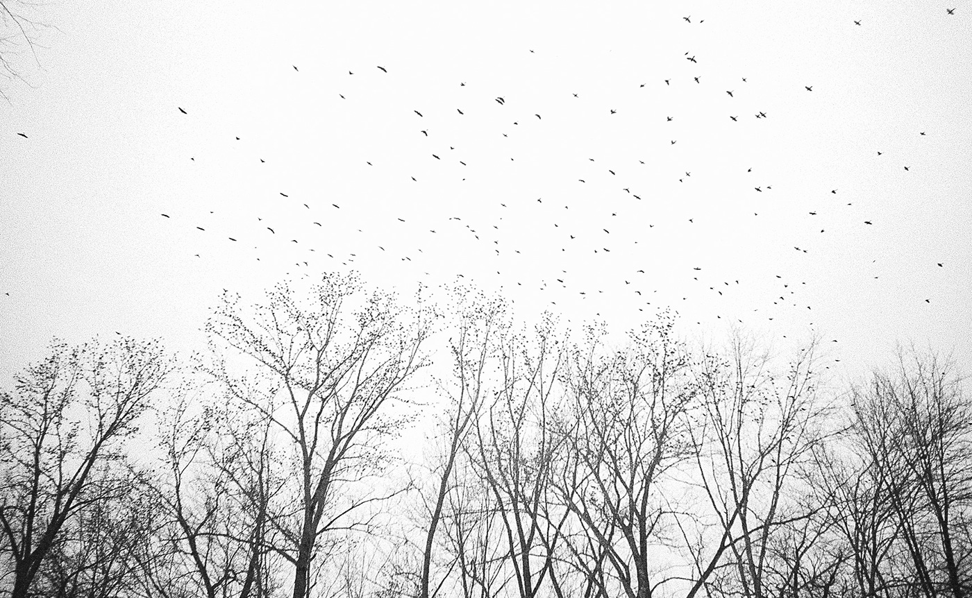 35mm 35mm film black and white film photography tessa woods SVA NYC birds animals Landscape