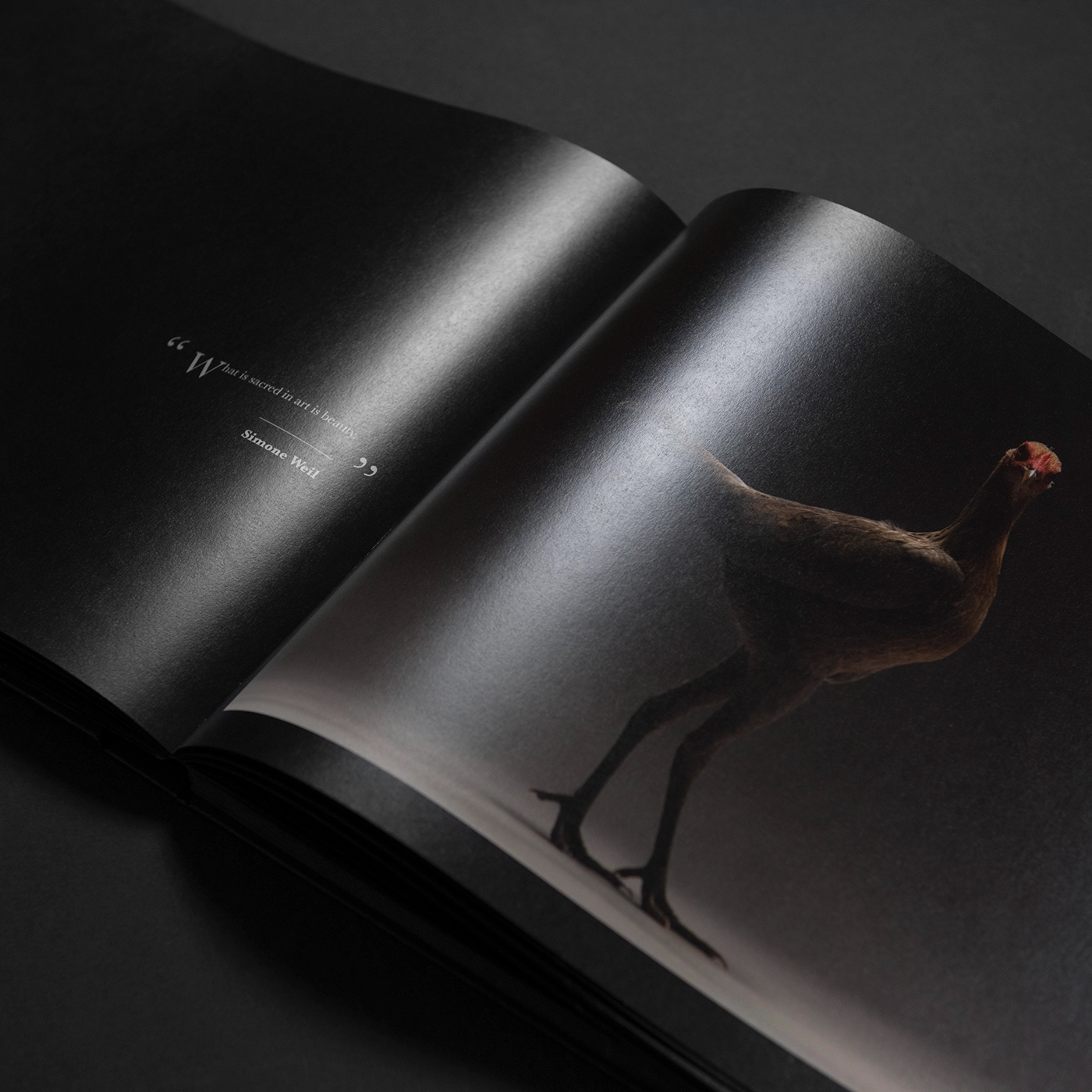 animals book chicken coffe images photographic post Shadows spotlight table