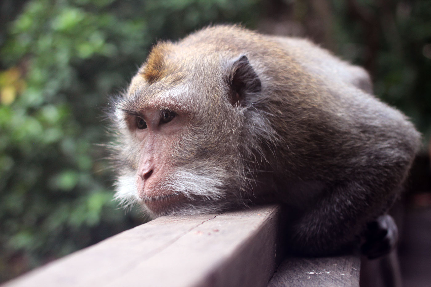 bali Travel photo capturing Island monkey colour Editing  Nature mythopoetisch