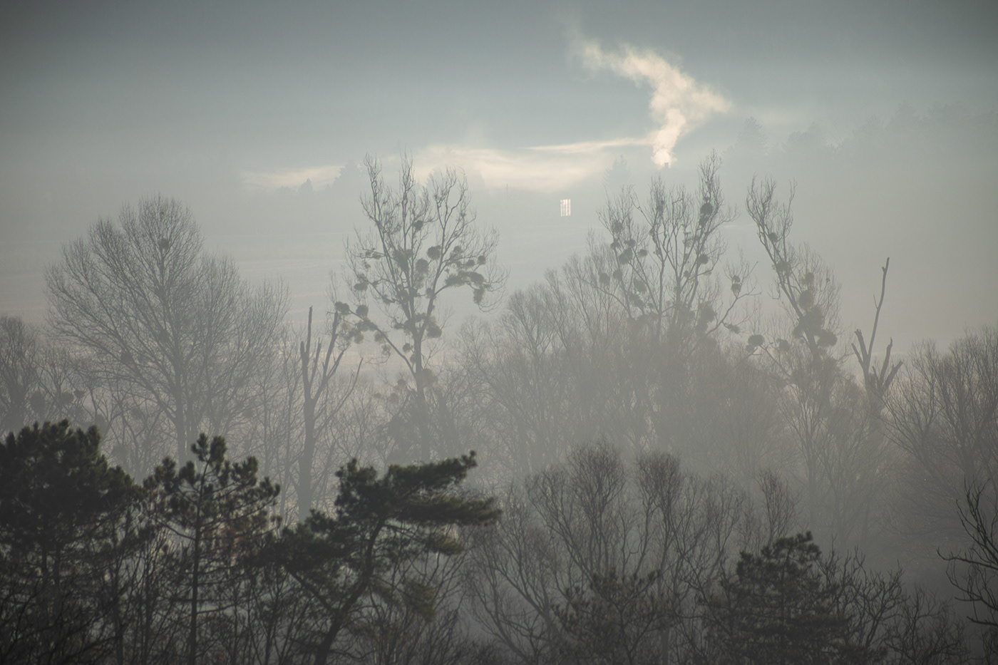fog Landscape Nature Travel forest trees winter mist SKY MORNING