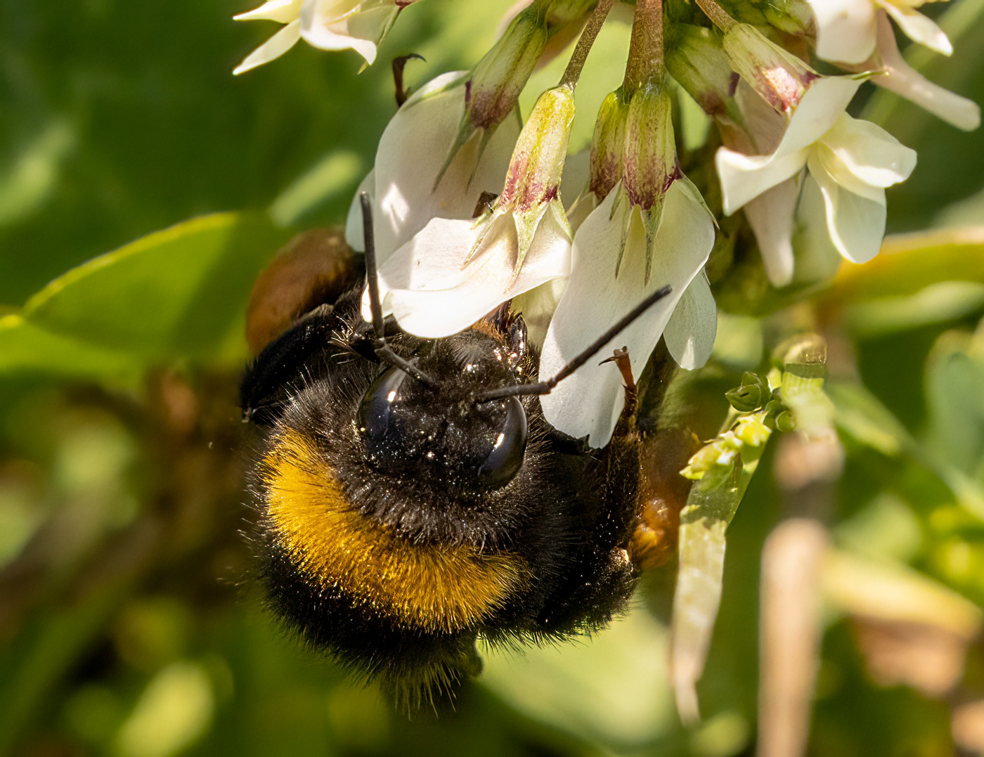 apoidea bee Bumblebee conservation Ecology insect