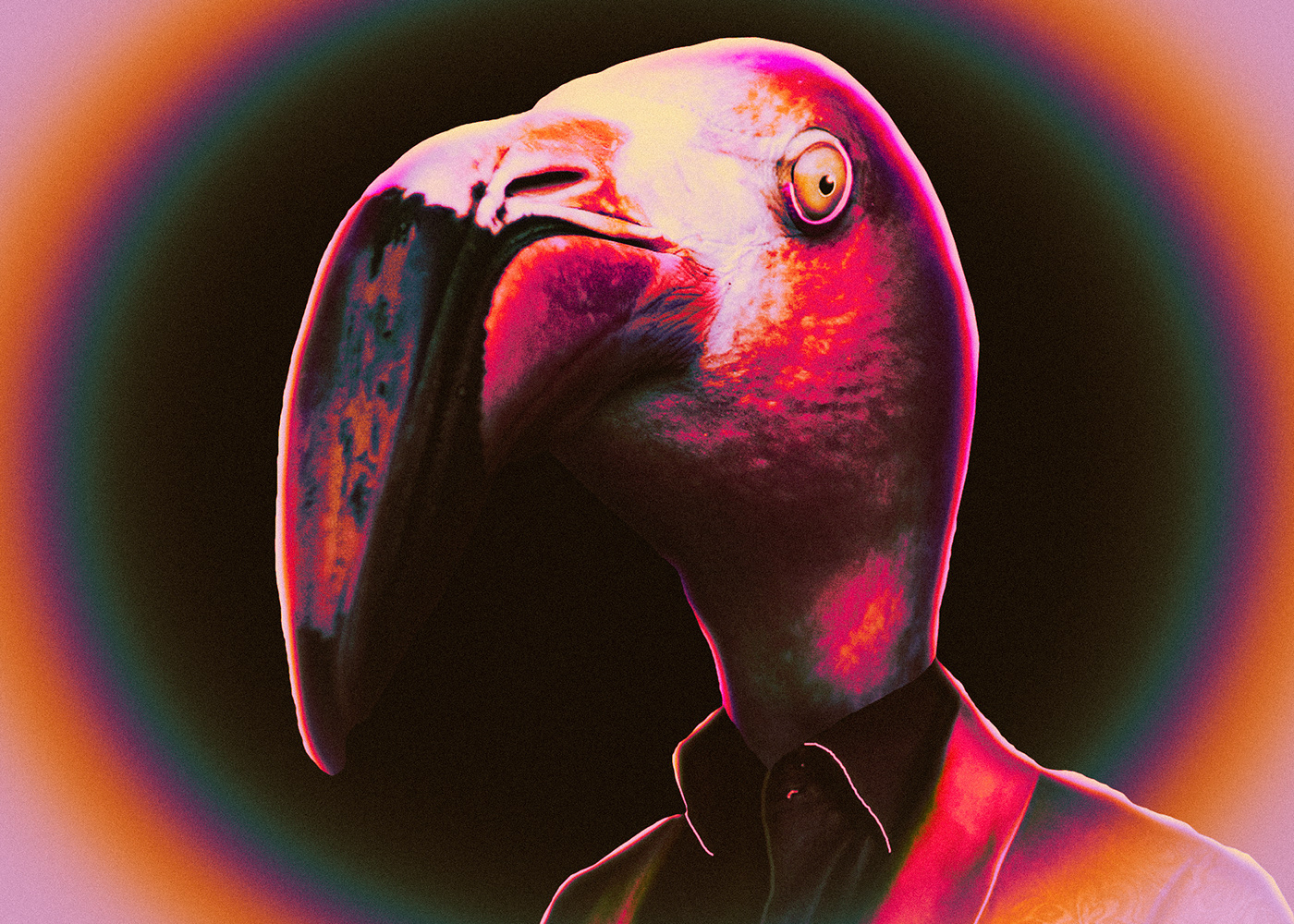 hybrid bird Nature photoshop Photo Manipulation  Fun james bond spy Character flamingo