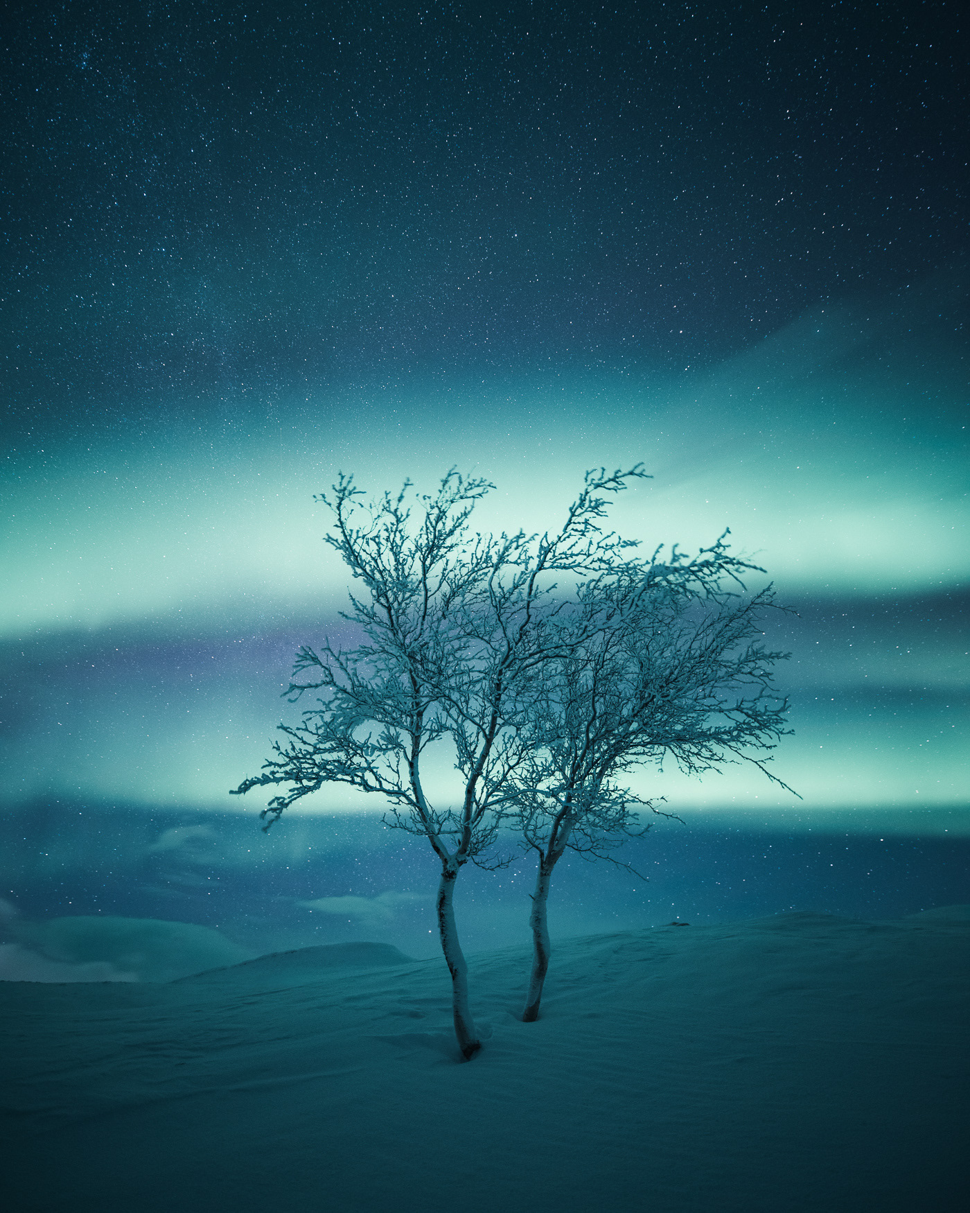 night Photography  FINEART trees aurora Northern Lights north finland suomi blue