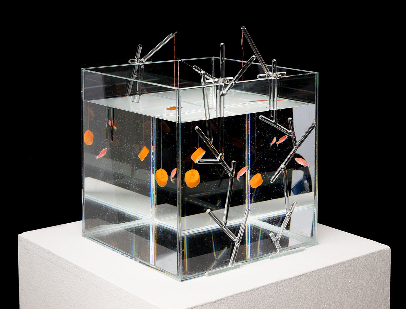 aquarium fish luxury equipments interiordesign glass design glass sculpture aquatic design