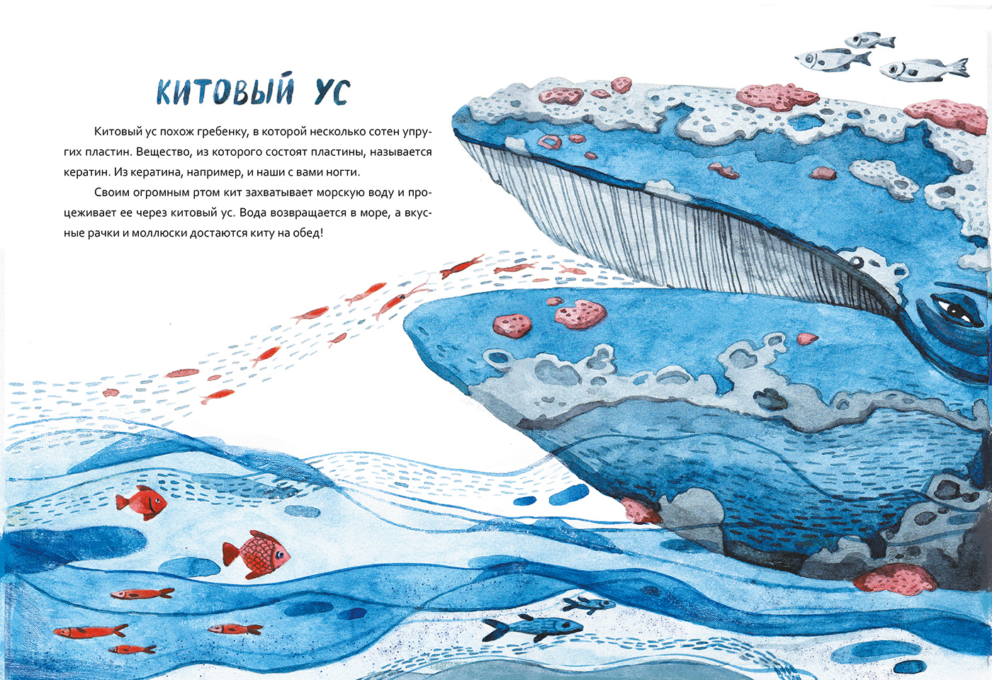NonFiction book children childrenbooks watercolor Whale whales sea childrenbook ILLUSTRATION 