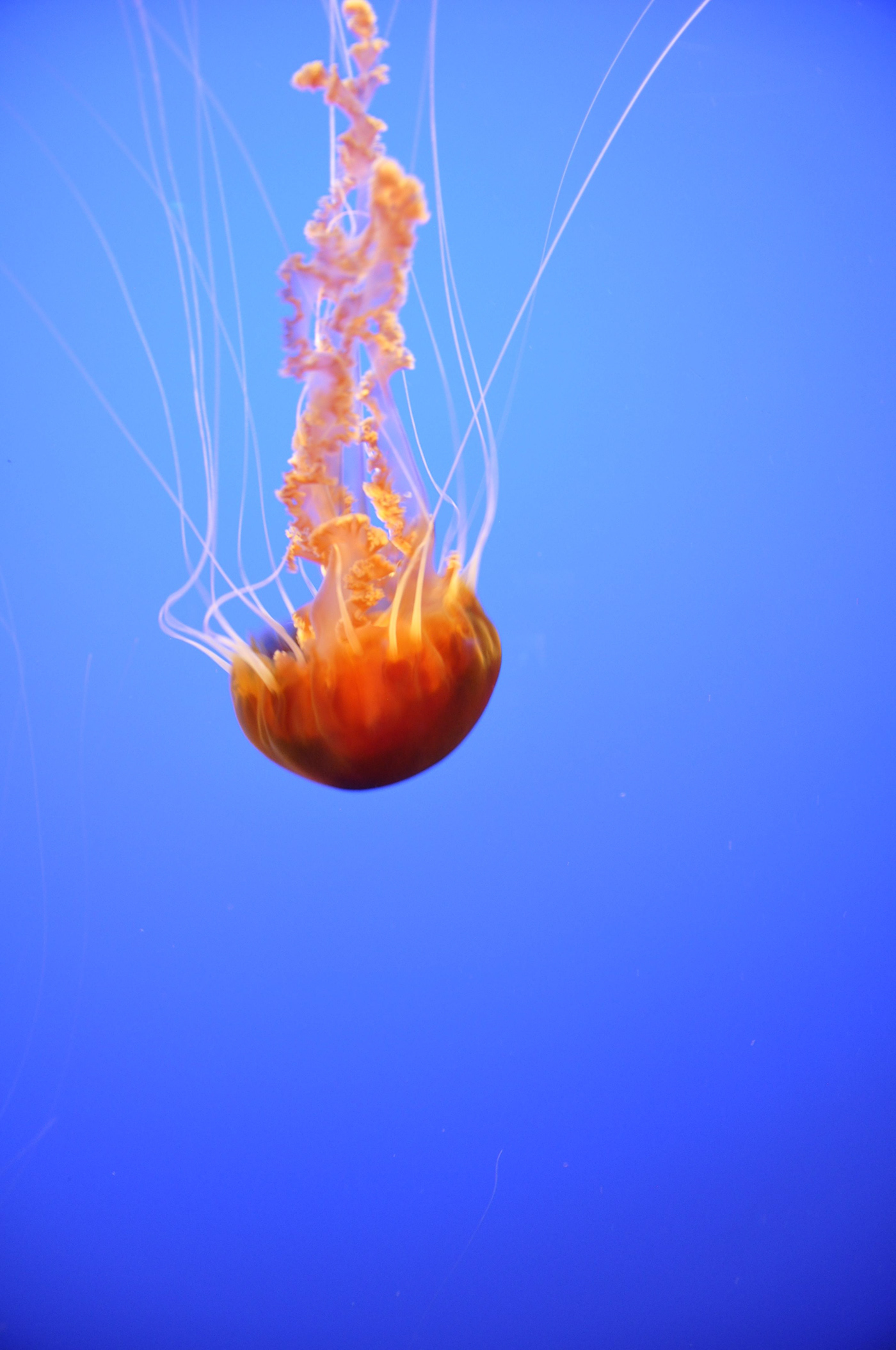 fish invertebrate jellyfish Nature Ocean Photography  sea water