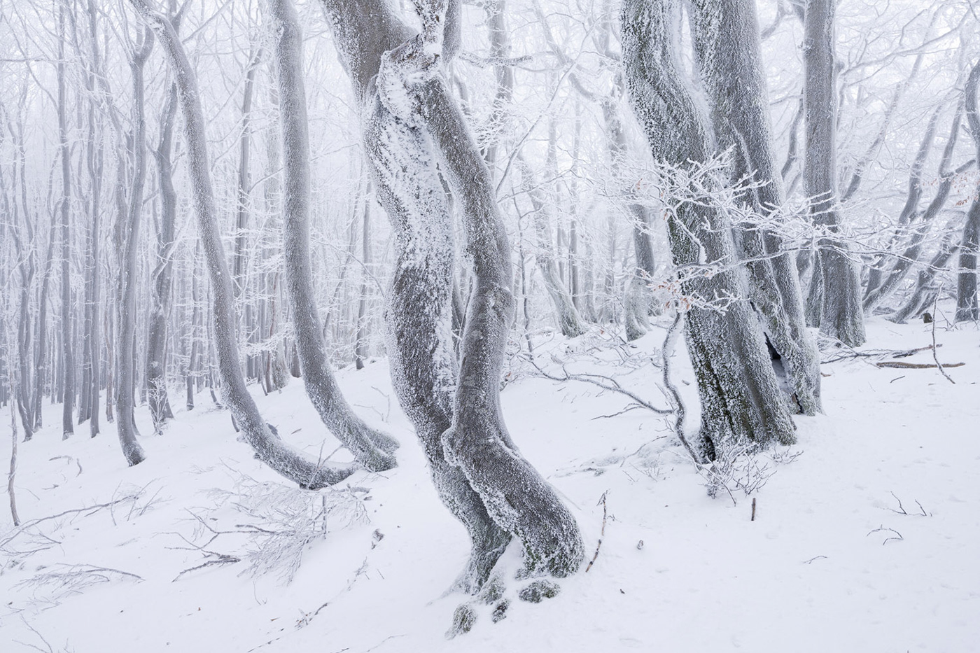 Treescape Nature winter forest Beech Tree  whiteout hoarfrost wood mountain fog