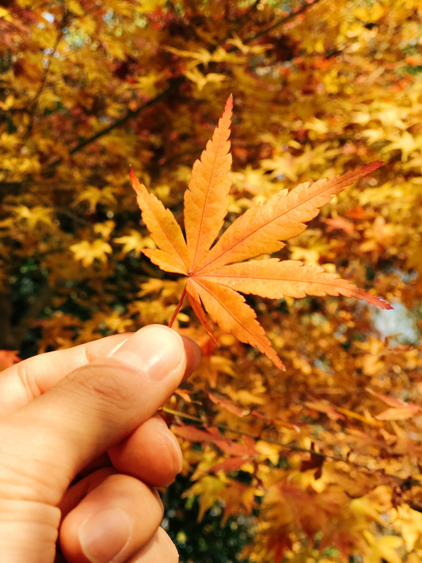 autumn color Photography  vsco mobile phone photography iphone leaves colorful