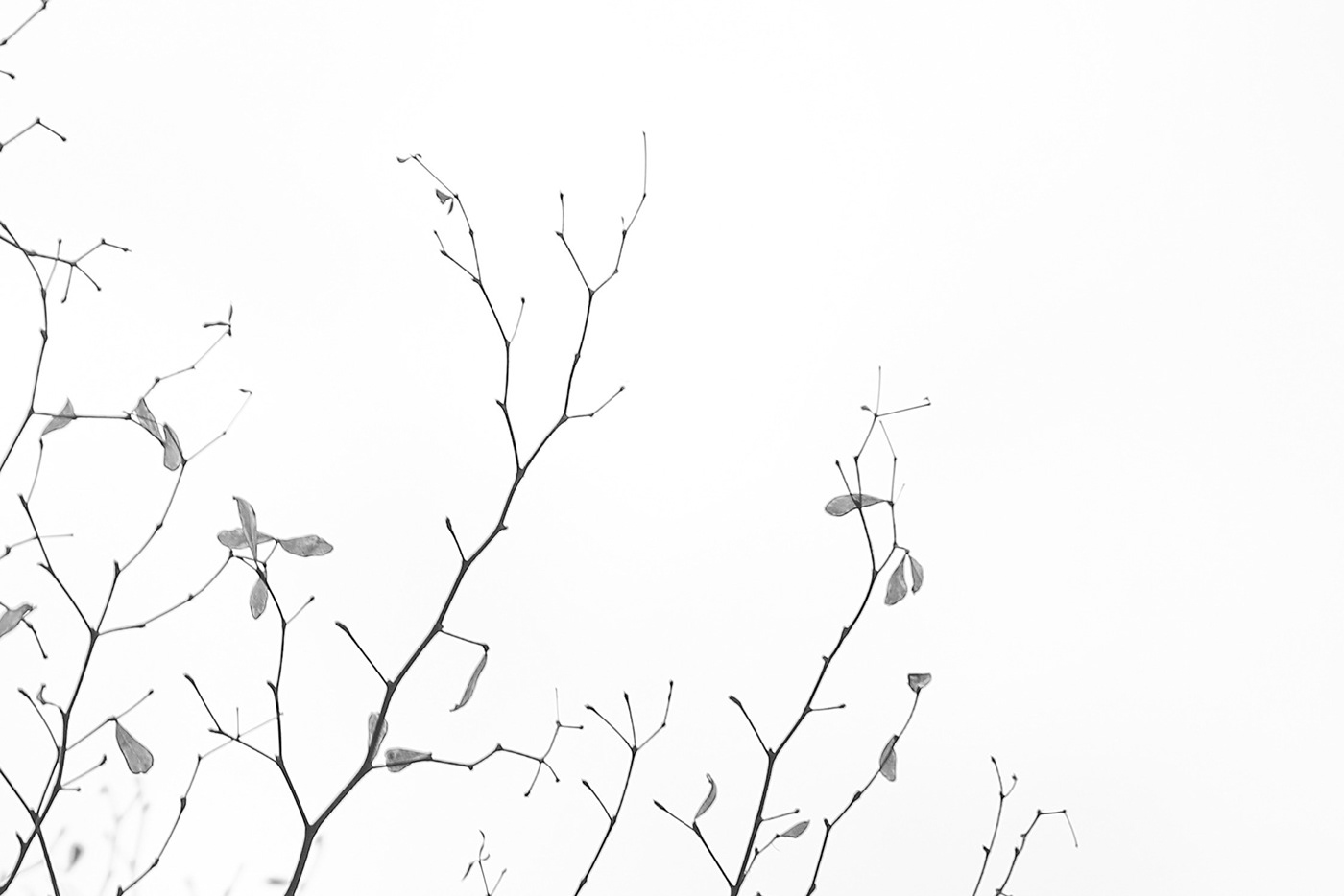 Tree  branches high key photography minimal abstract Nature