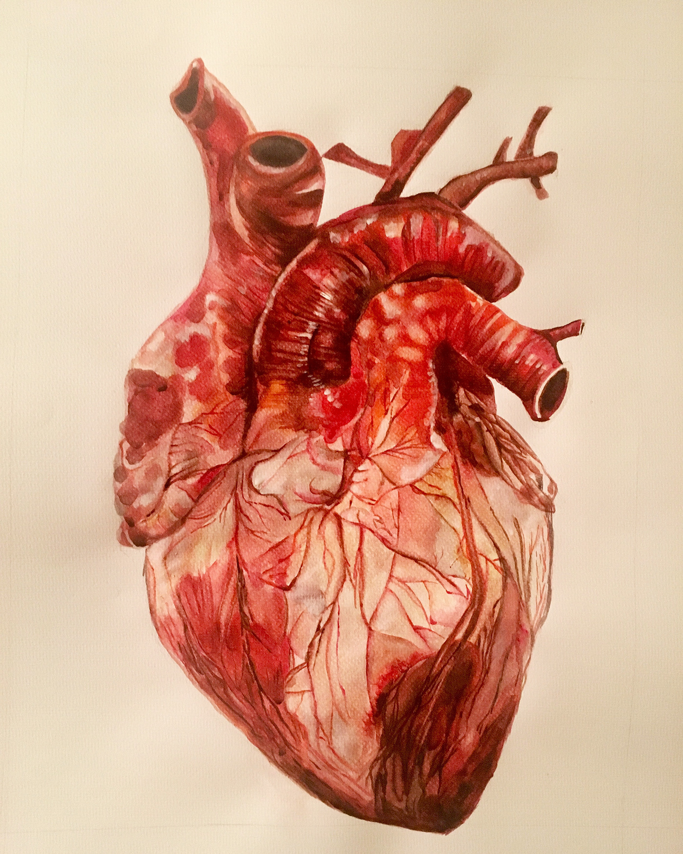 anatomical heart heart medical illustration watercolor hand rendering hand drawn Hand Painted