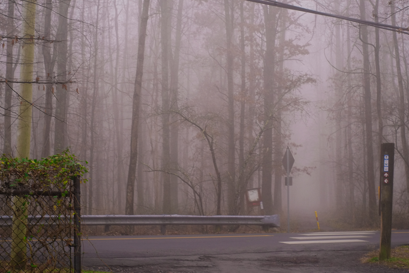 fog Photography  suburb