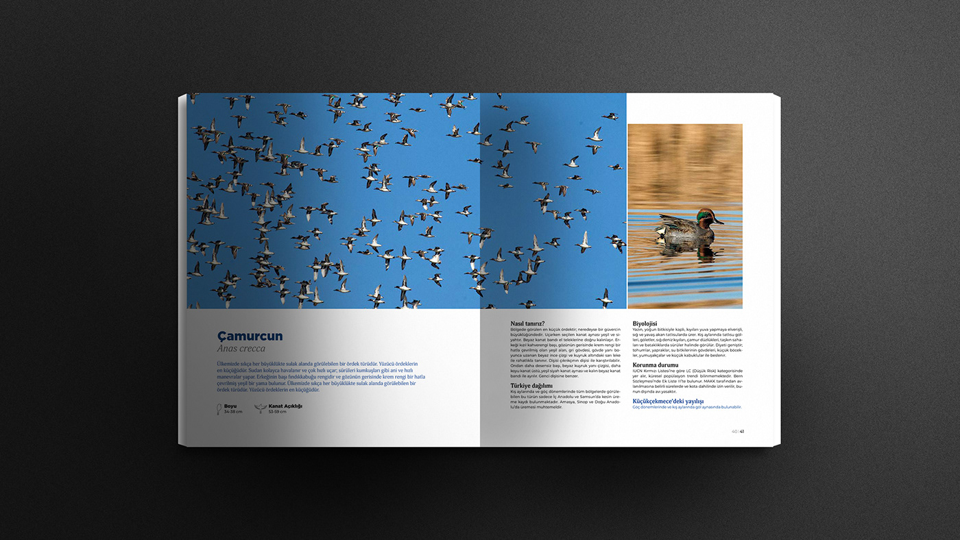 birds book book design graphic design 