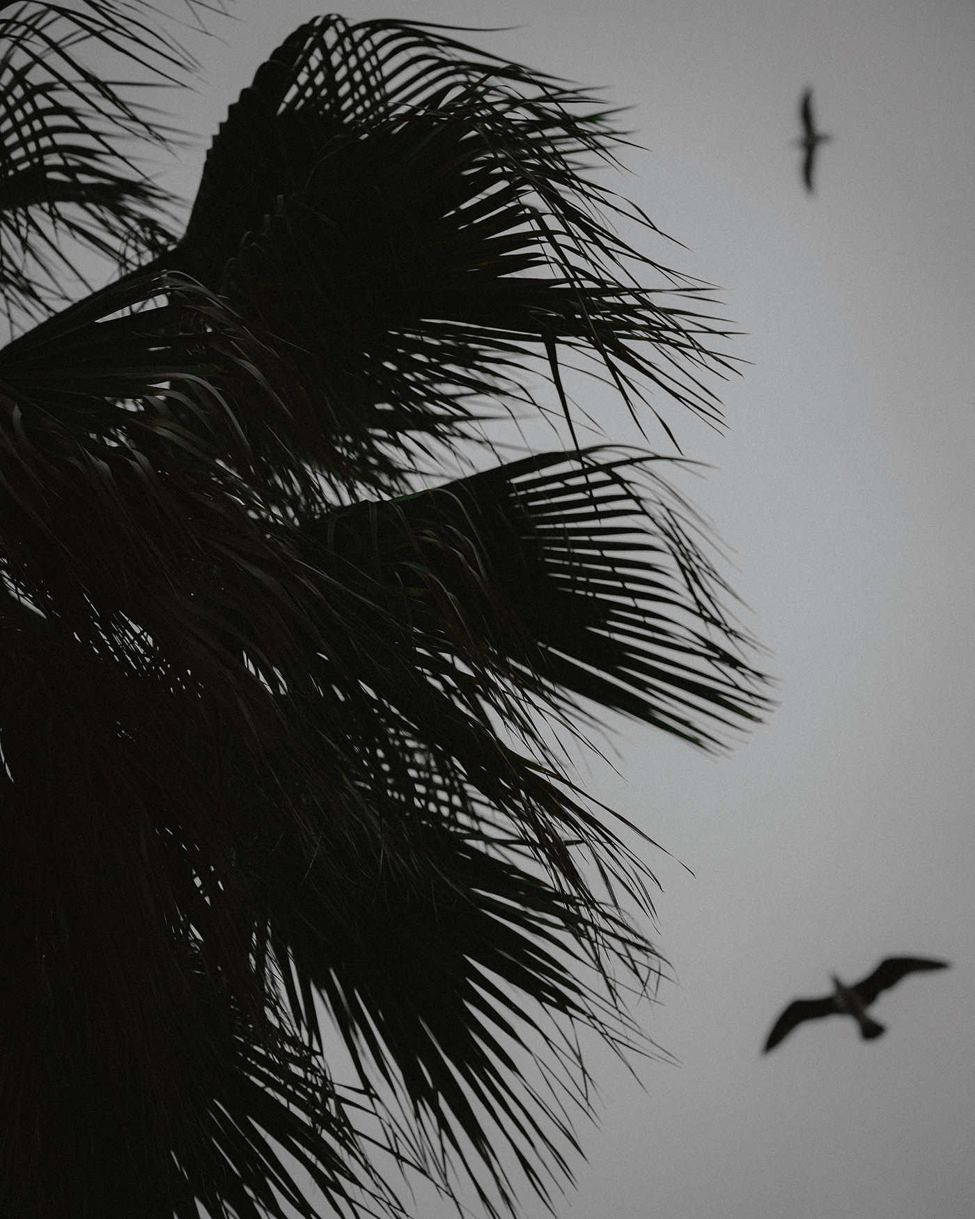 Artistic Photography bird Desaturated Landscape Nature Palm Trees seagull SKY street photography