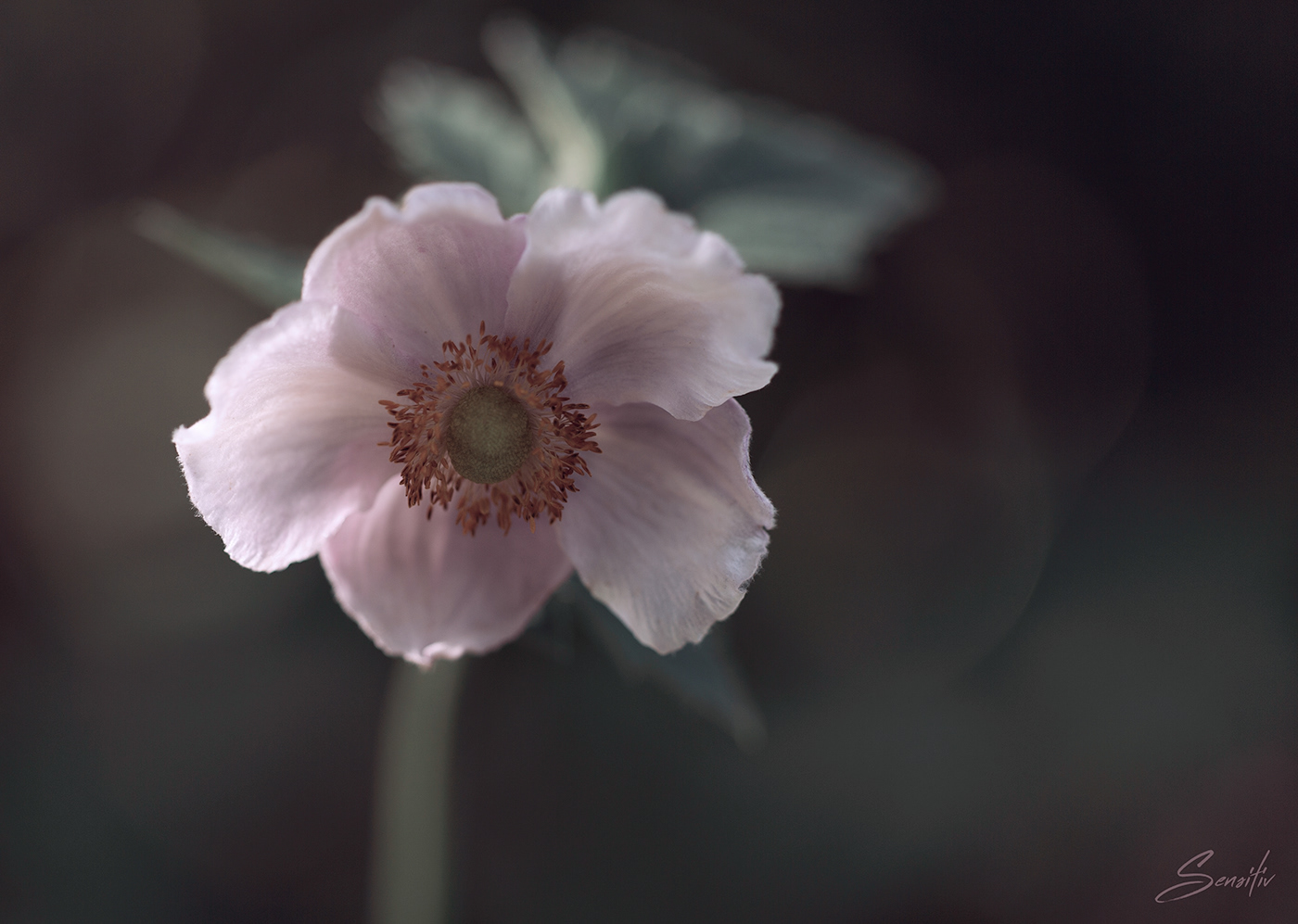 anemone Canon floral flower Flowers lightroom Nature Photography  watercolor