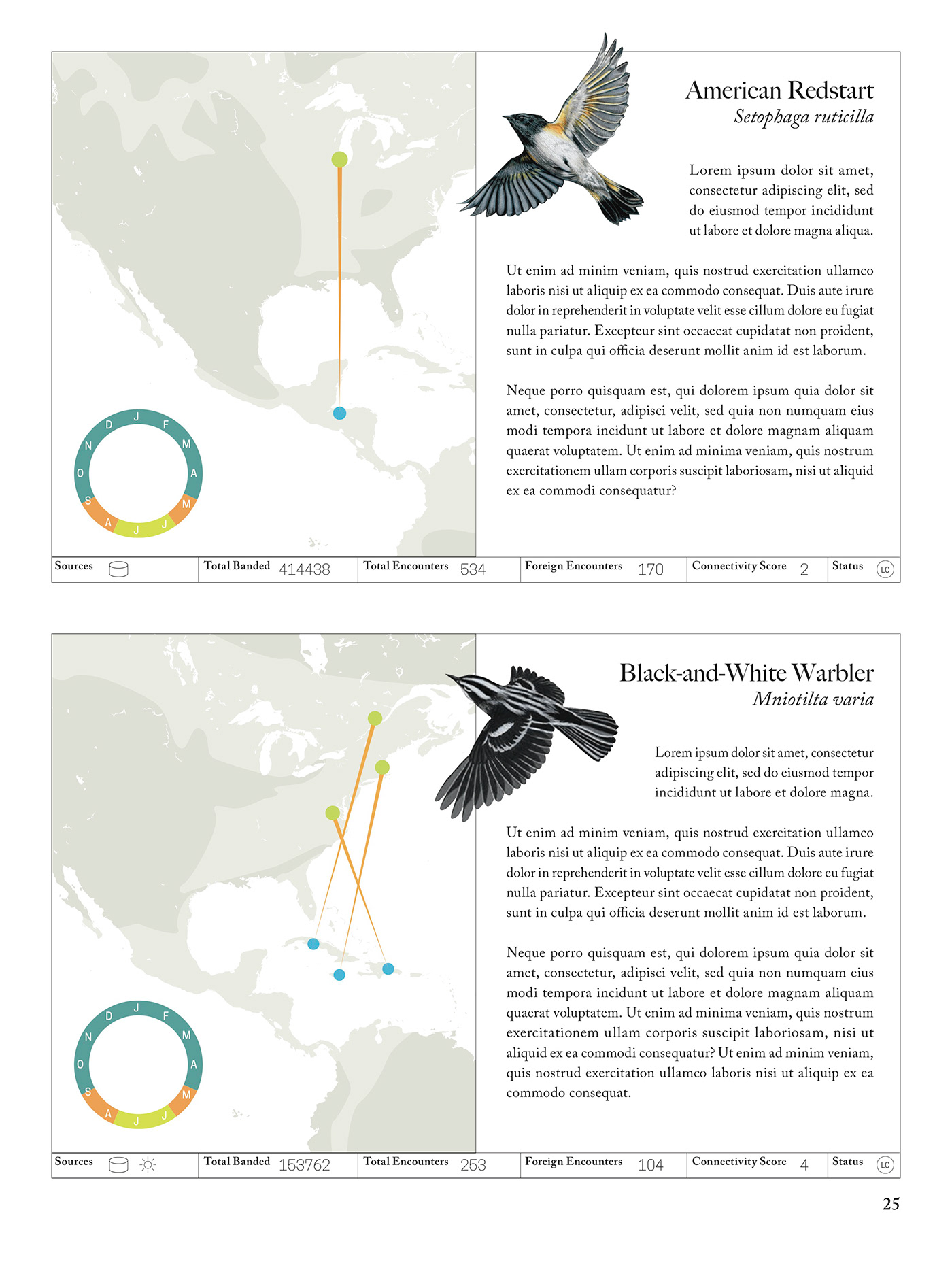 graphic design  maps birds migration infographic data visualization science design