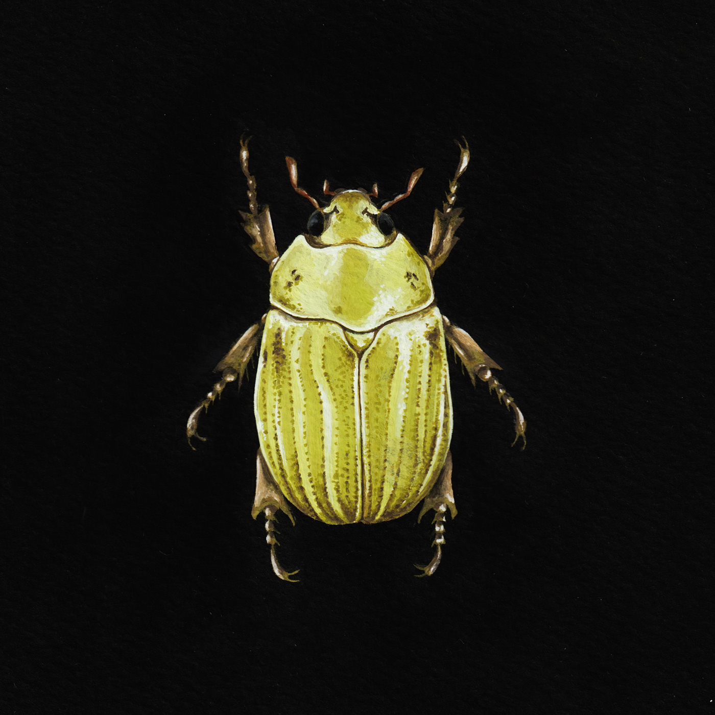 Goauche ilustracion ilustración naturalista insectos