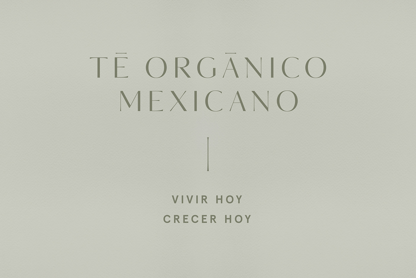 bebida feminine gourmet menta mexico organic Packaging spirit te tea