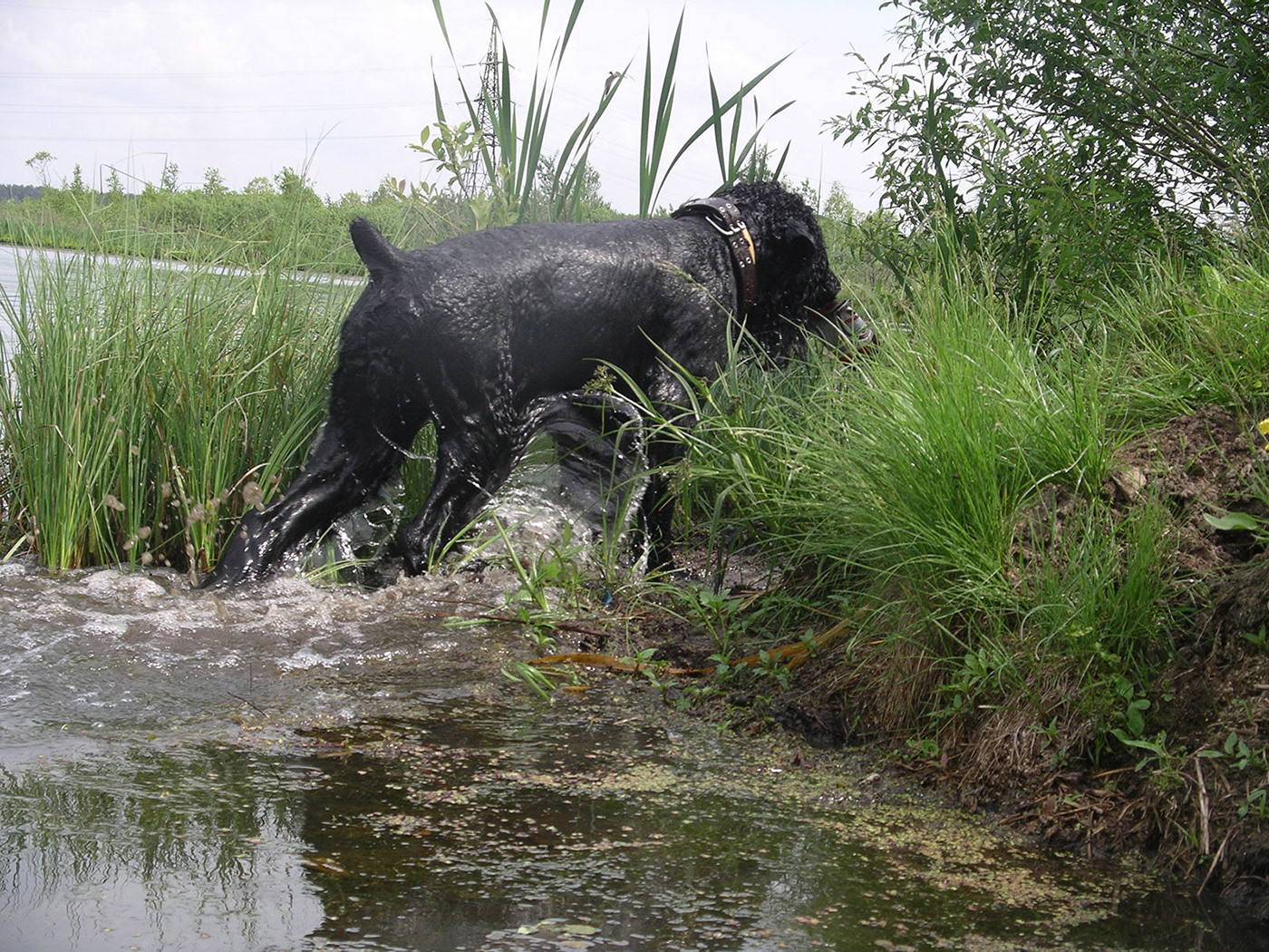 Black Russian Terrier dog East European Shepherd Nature summer