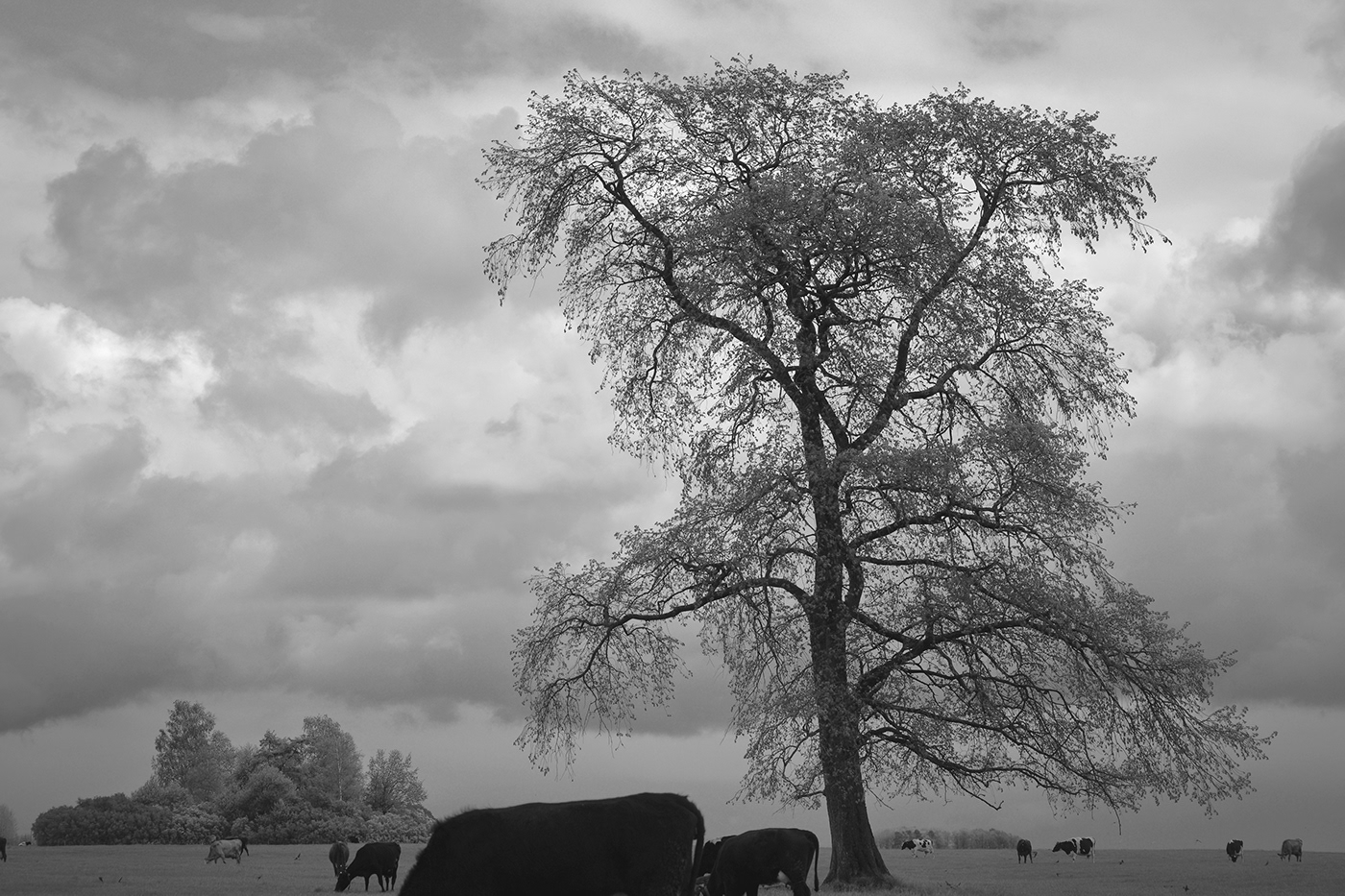 black and white Landscape lietuva lithuania Memelland Mindaugas Buivydas monochrome Photography  Delta Nemunas Delta