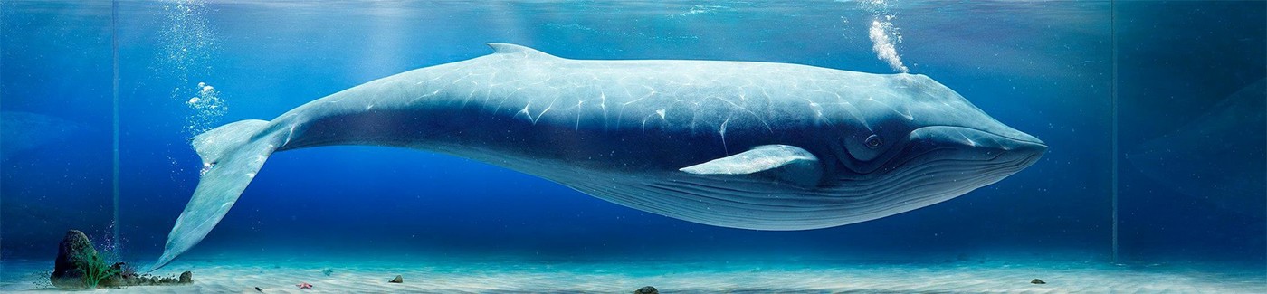 Whale CGI 3D animal realistic