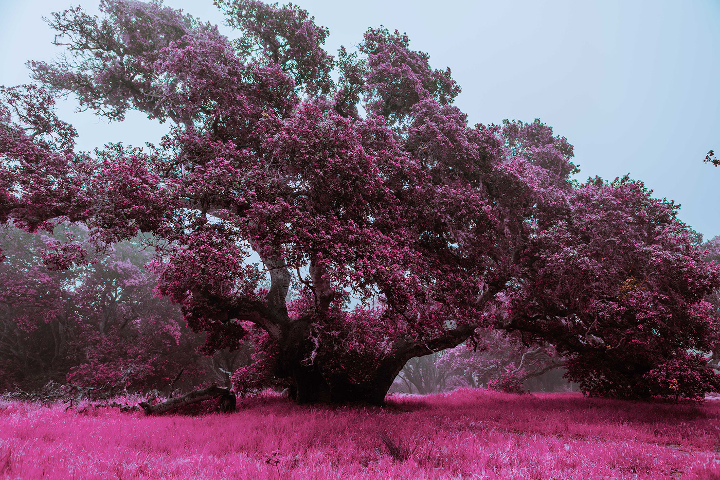 Aerochrome California fog foggy forest forest infrared infrared photography landscape photography neon trees