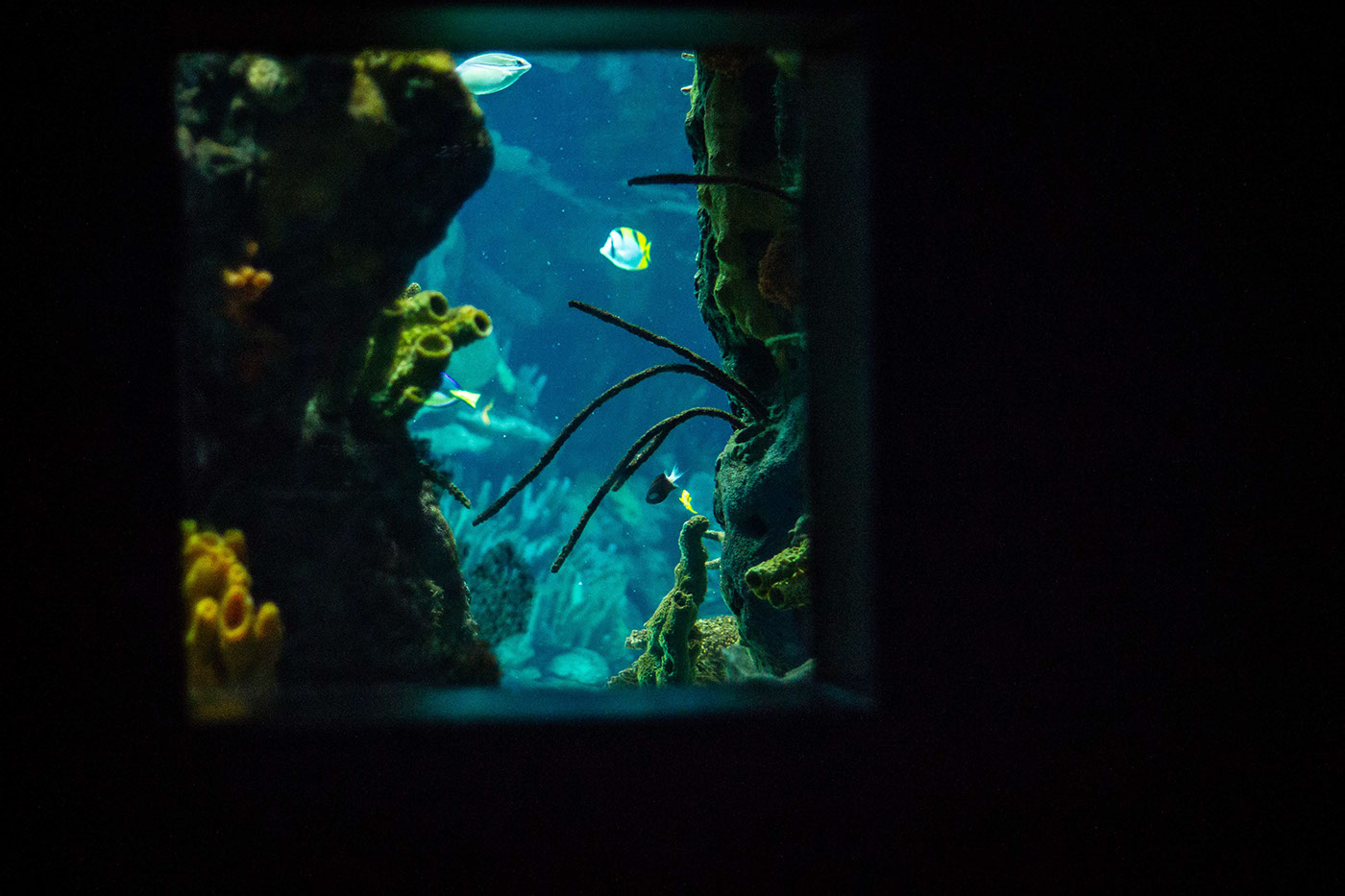 oceanario underwater forest takashi amano