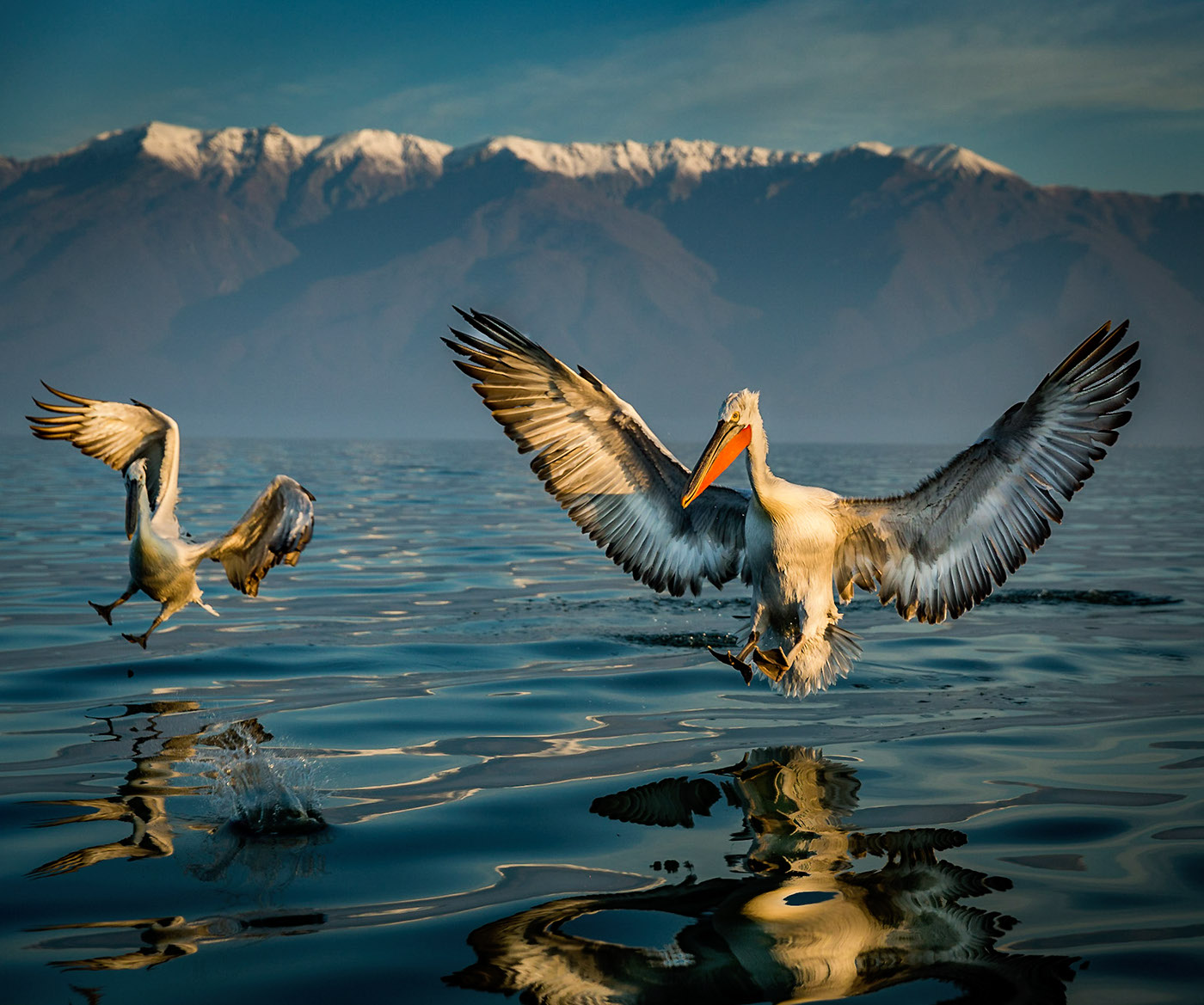 pelicans White winter