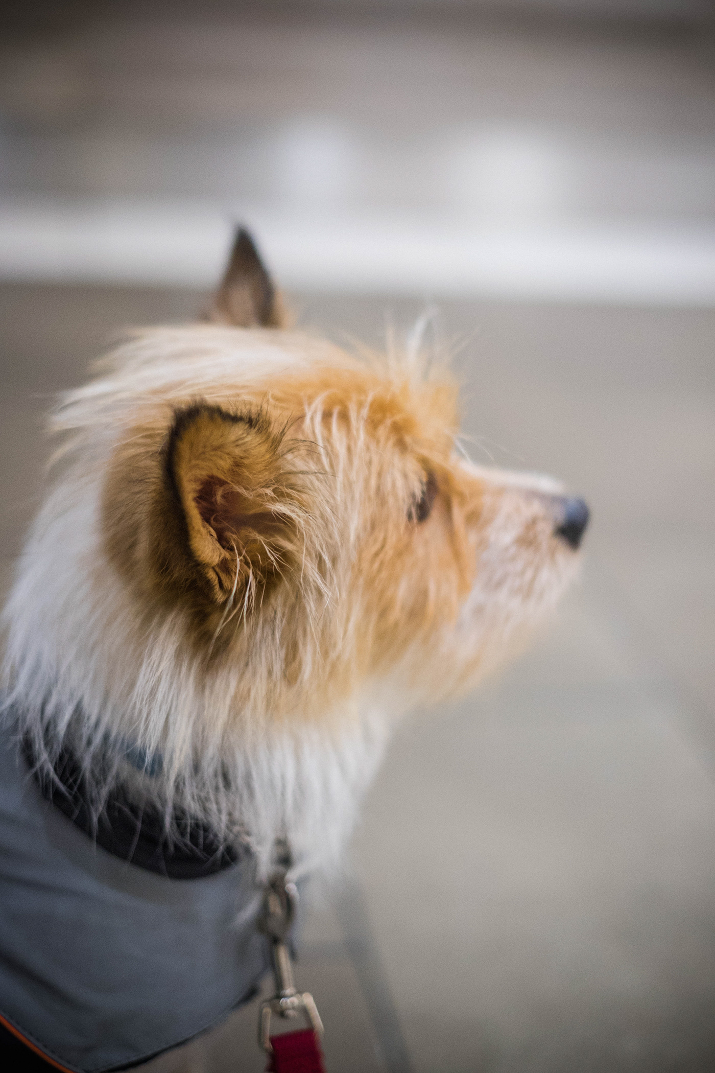 Adobe Portfolio Photography  portrait dog puppy family lighting fujifilm