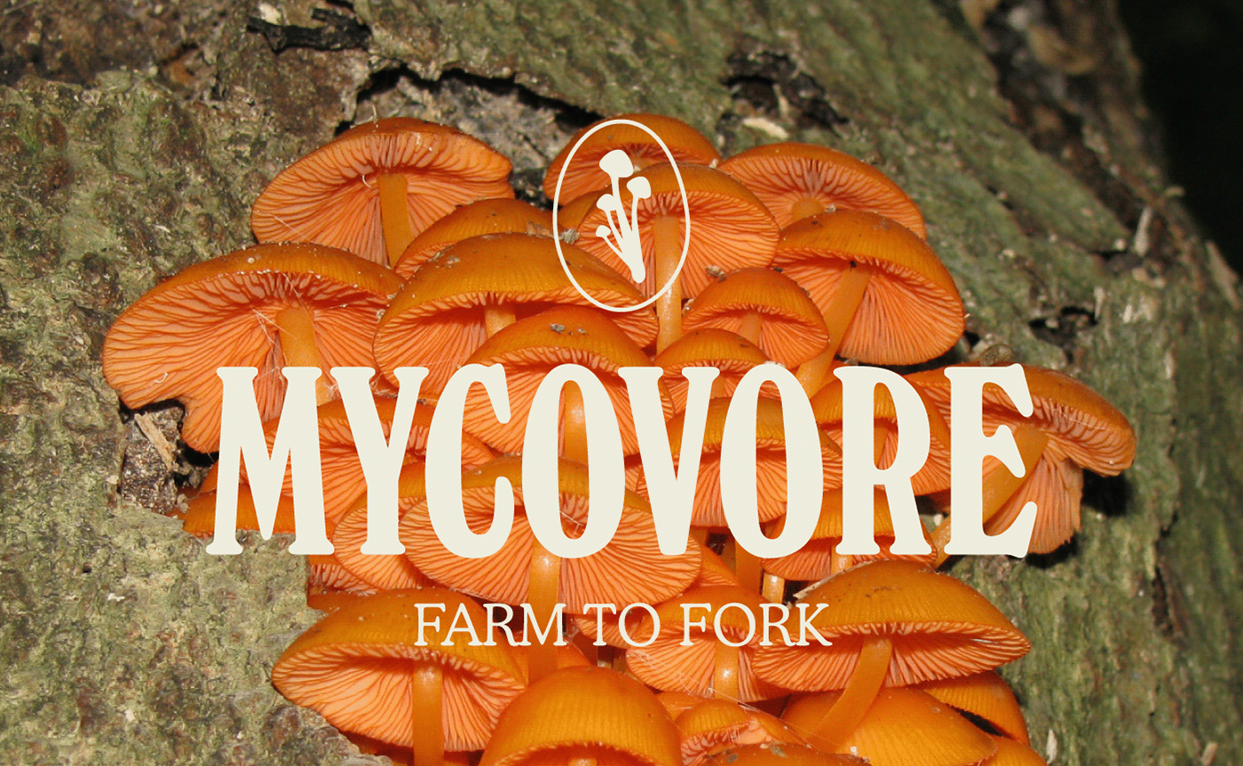 brand identity branding  design Logo Design poster typography   visual identity fungus mushroom Packaging