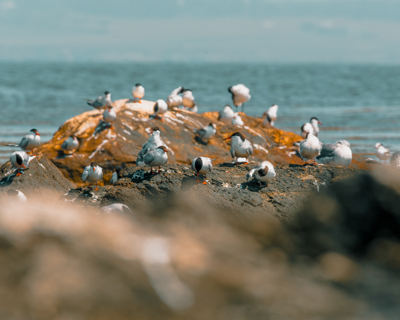 birds egret Nature newport Rhode Island seabird shore tern water