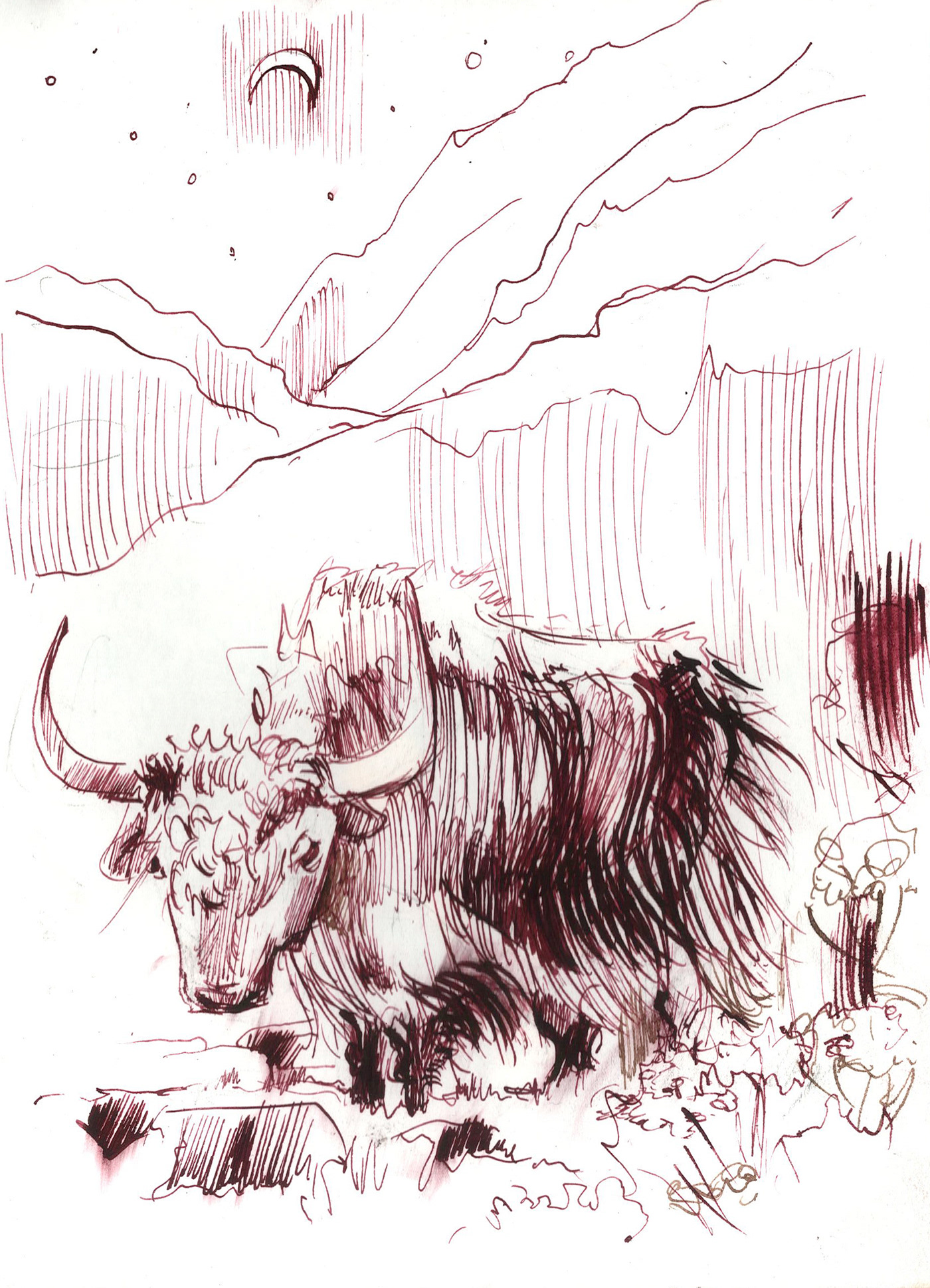 Drawing  ink nepal sketch ILLUSTRATION  yak