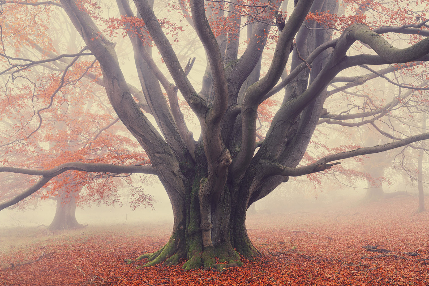 Ancient autumn Beech Beech Tree  fog Grove Landscape mist Nature Treescape