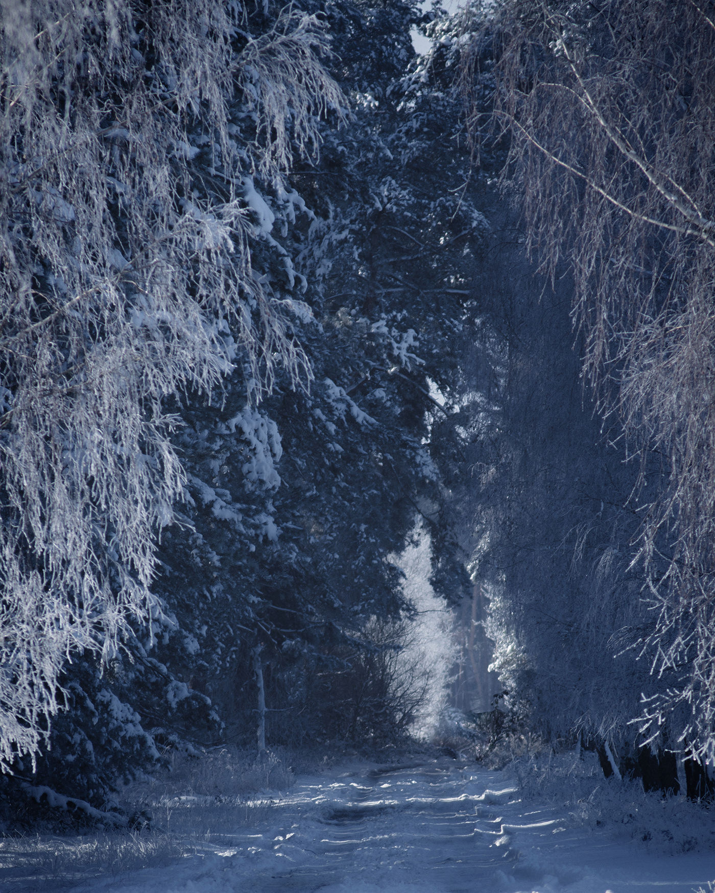 Bäume schnee snowy trees Weiss White winter