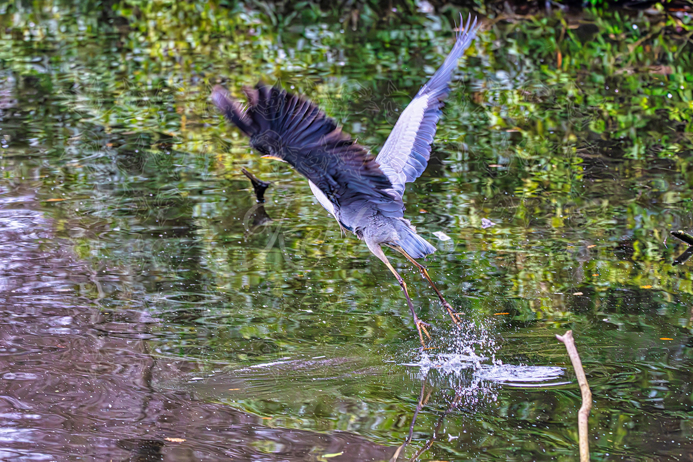 wollaton hall birds Photography  Kerberos Nature nature photography wildlife birds in flight Bird Photography