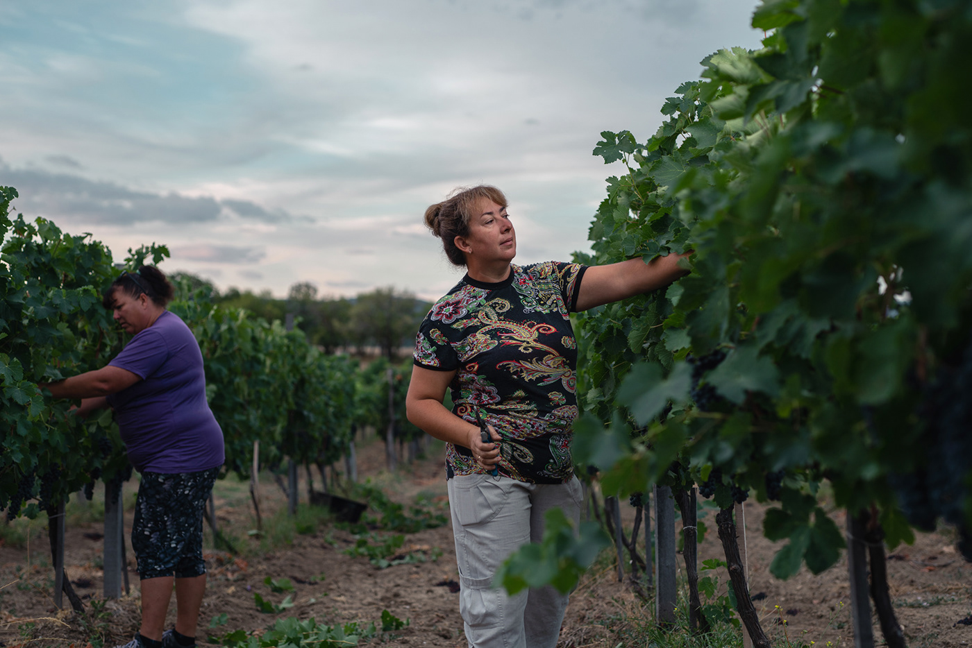 people wine wineland Workers