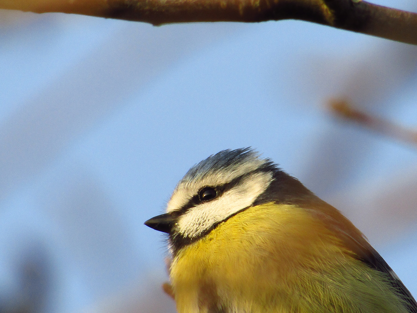 Blue tit sitting in branches
