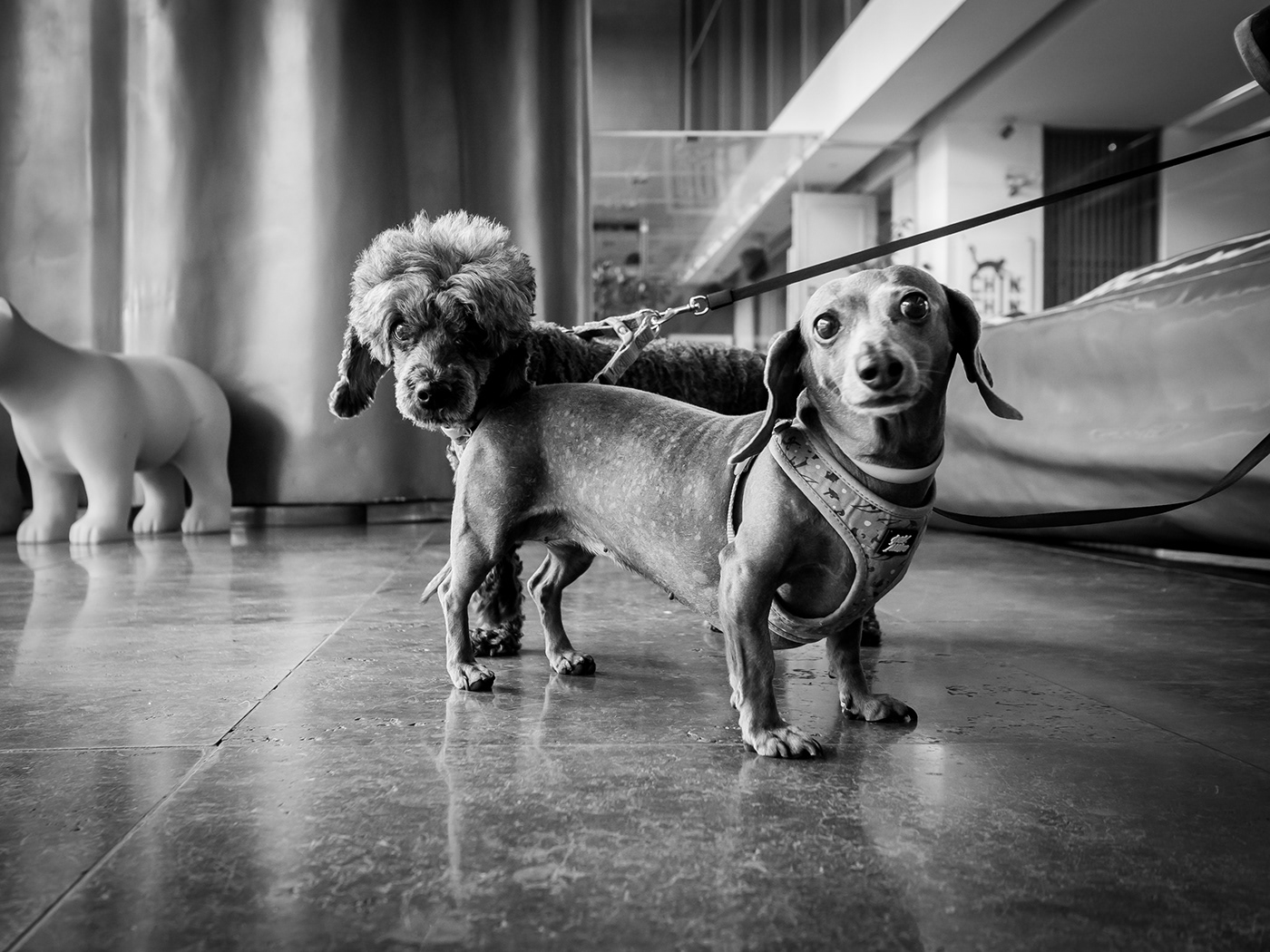 bnw Photography  dogs doggy dog elliotterwitt