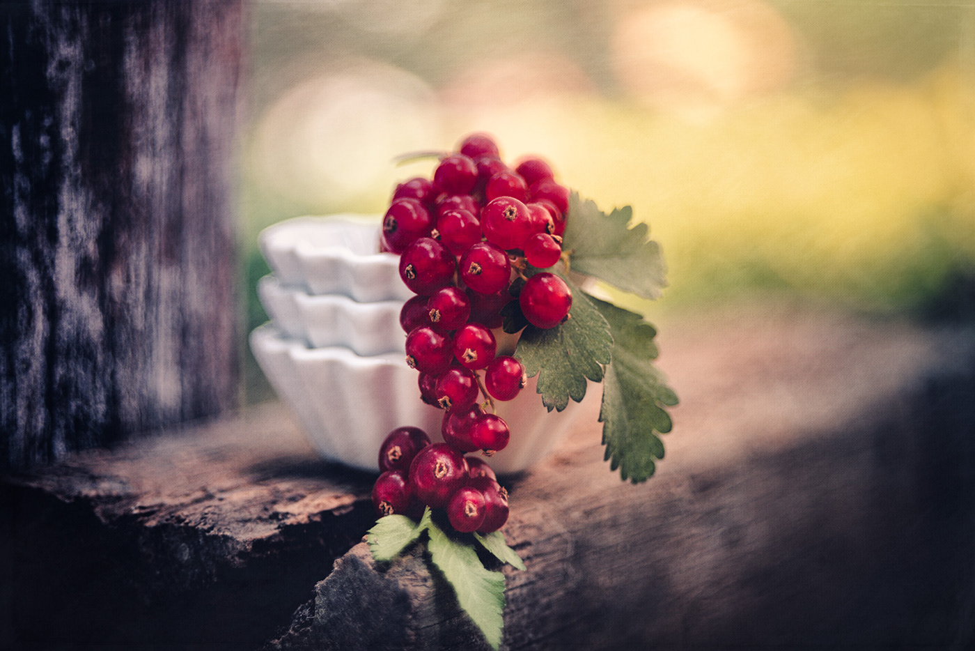 garden outdoors fruits red berries rustic summer colorful red green selective focus