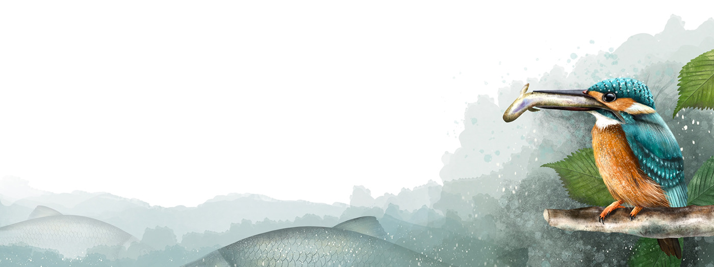 book children's book children illustration Character design  fish fishing catfish kingfisher animals Nature