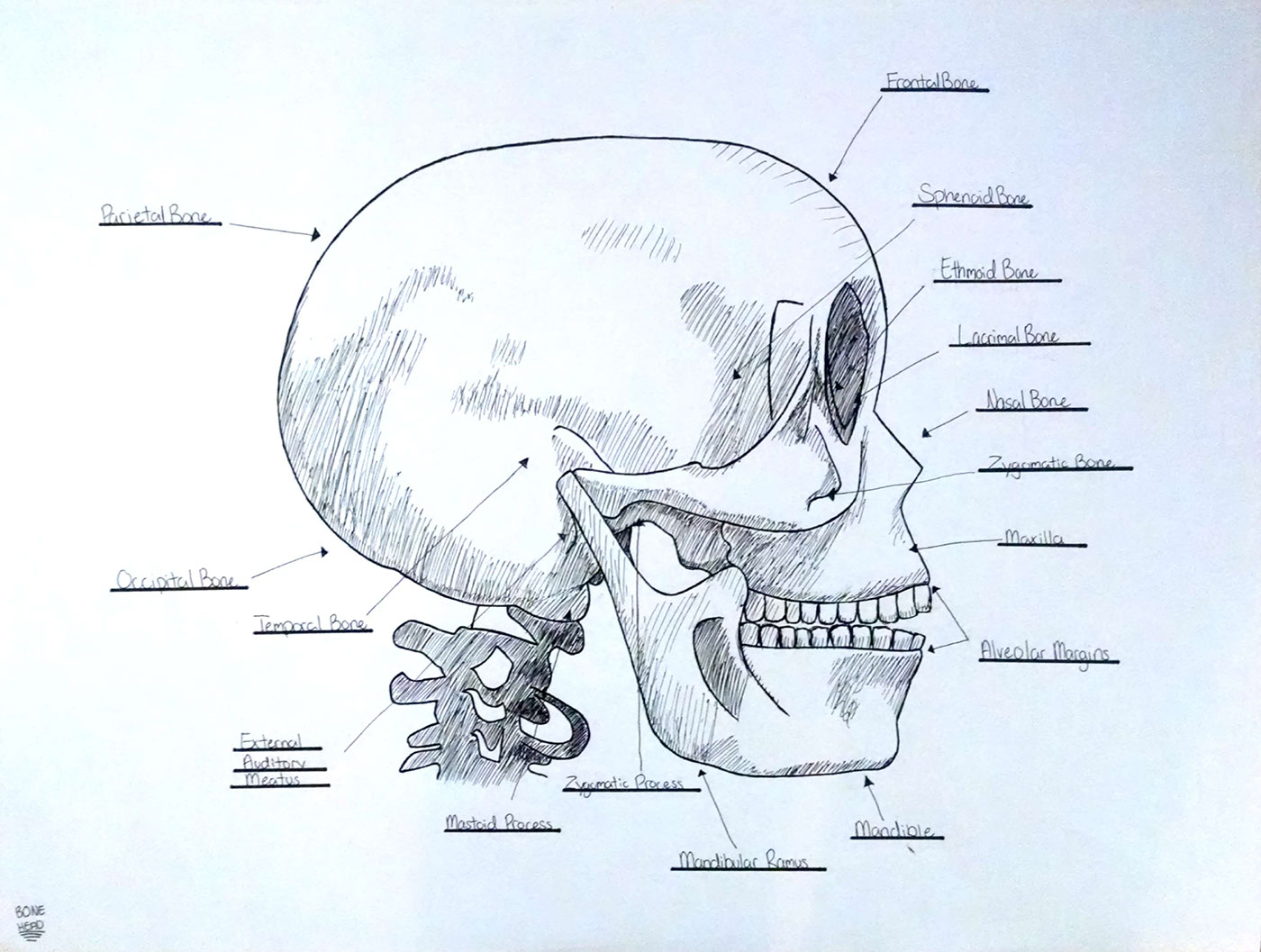 skull skeleton bones head Label labeled