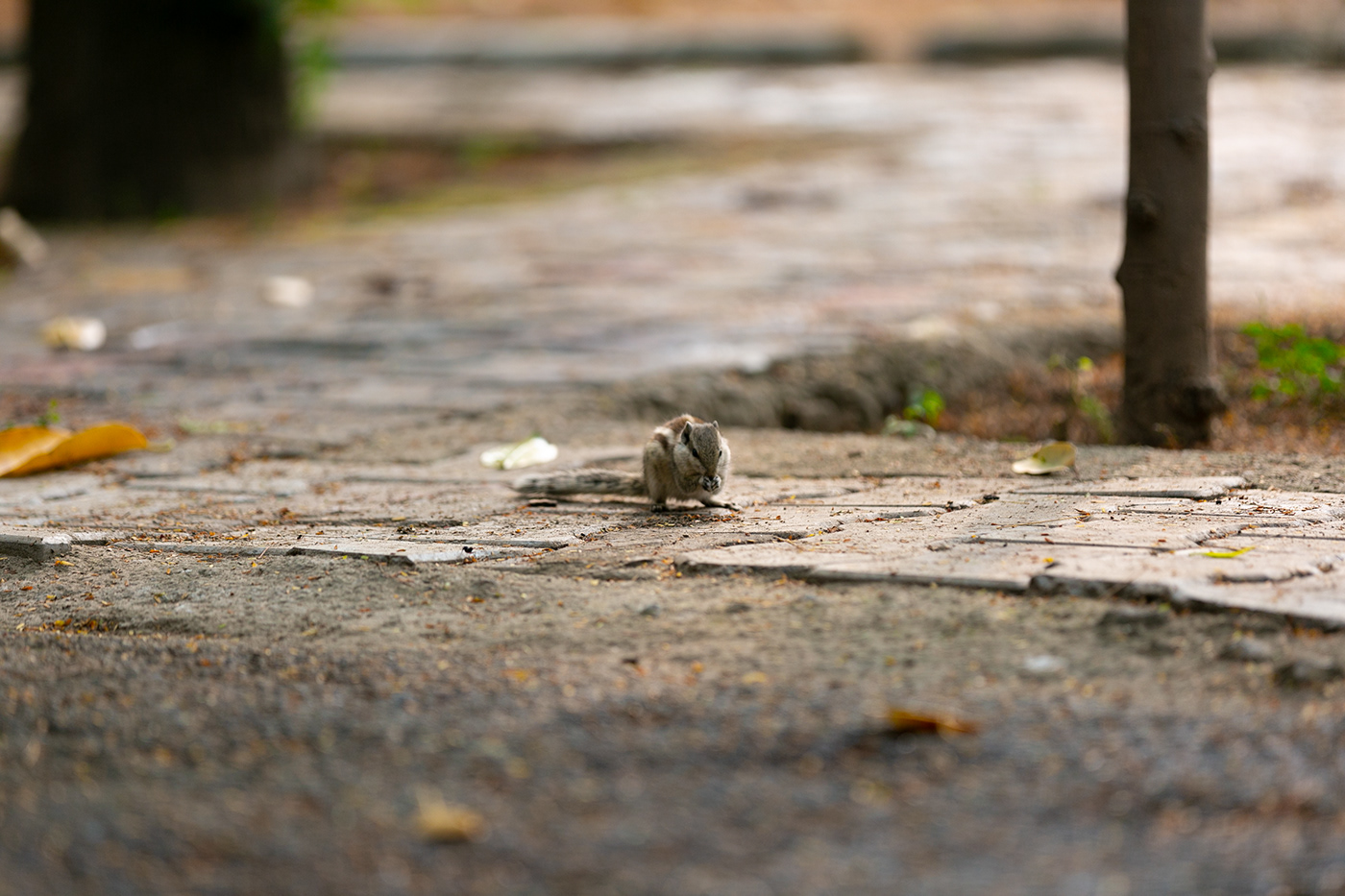 Photography  squirrel nature photography wildlife urbanphotography streetphotography juxtaposition animals cute