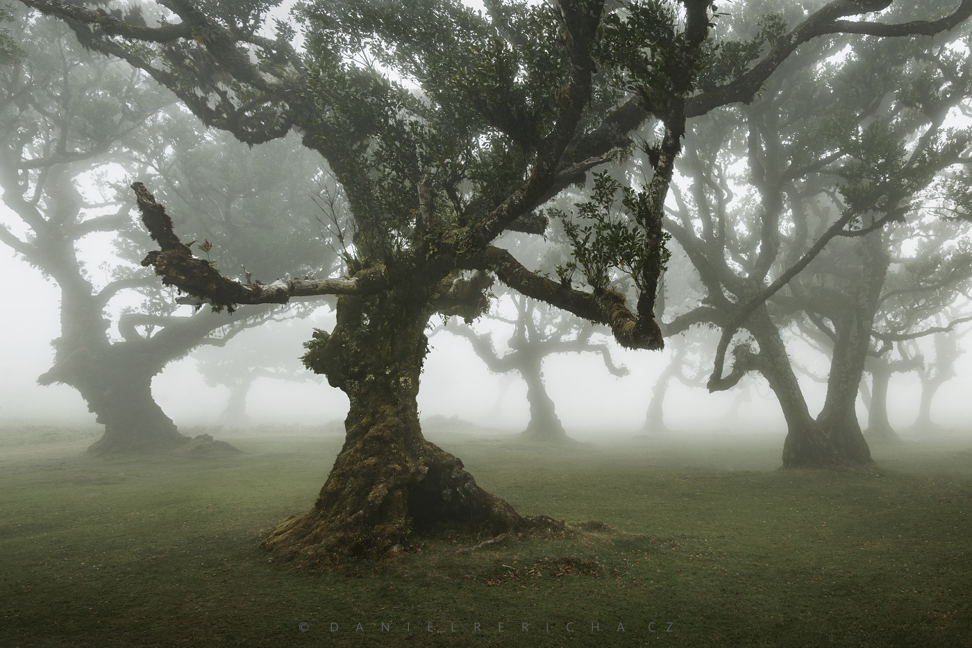 The magical misty forest of Fanal on the island of Madeira - laurel forest