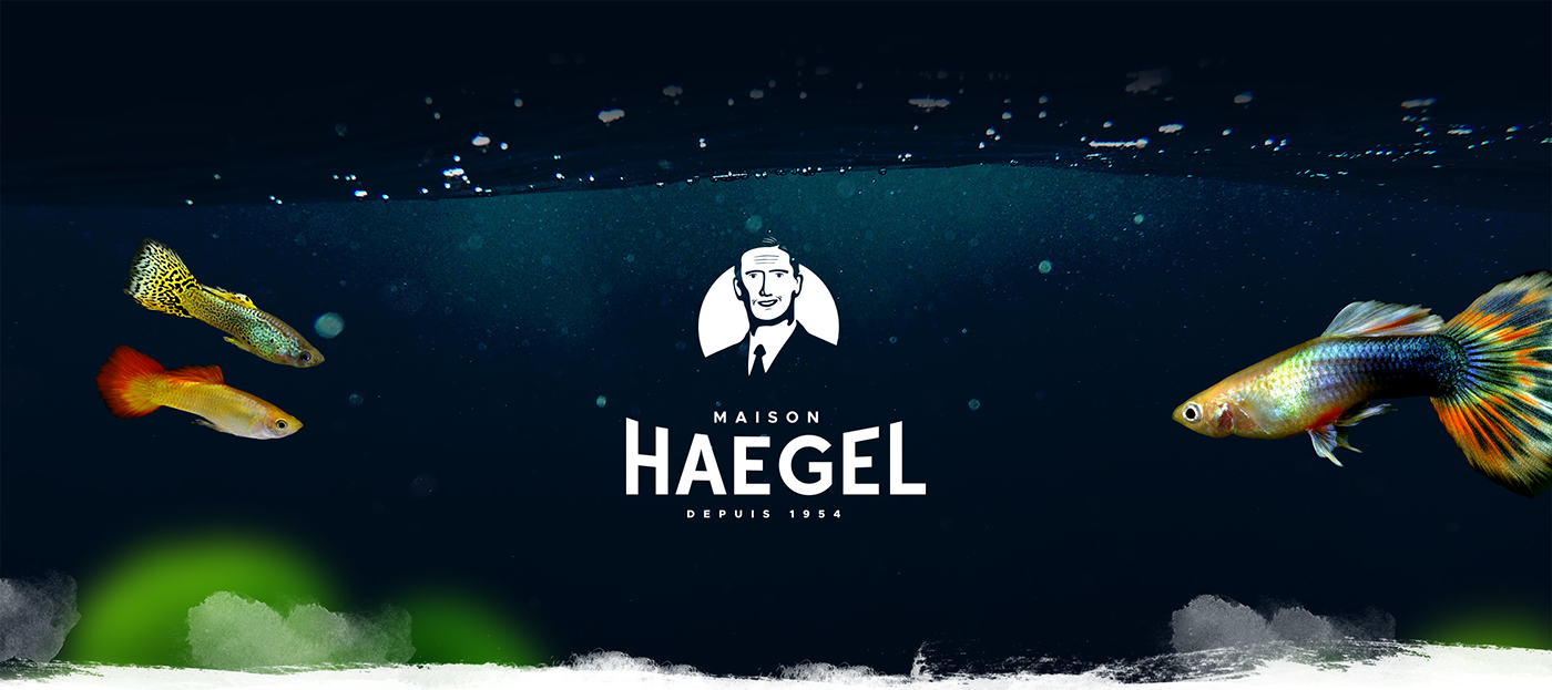 maison haegel branding  Website logo Webdesign design fish mark brand