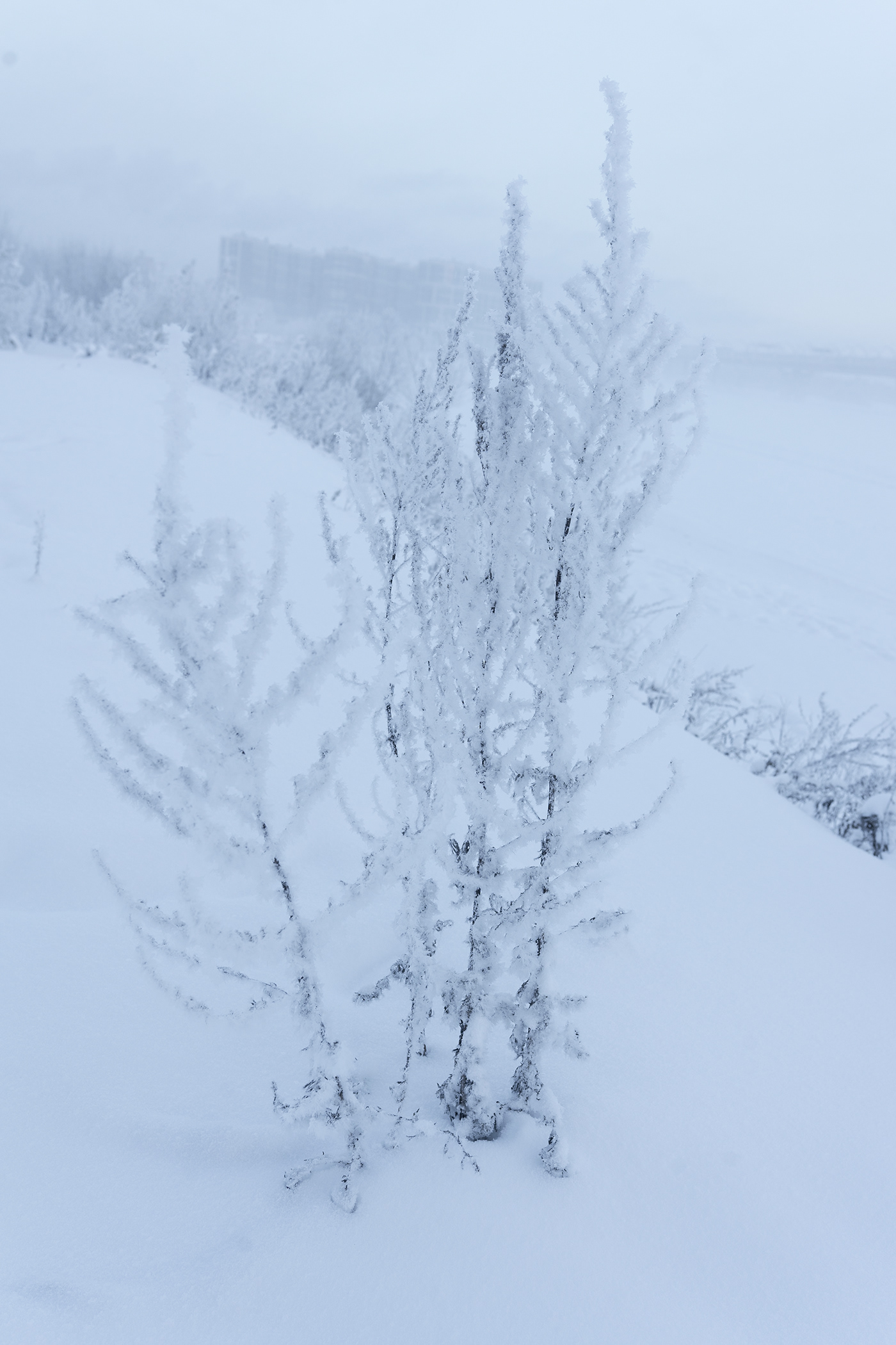 winter snow Photography  Landscape art Minimalism White looufen