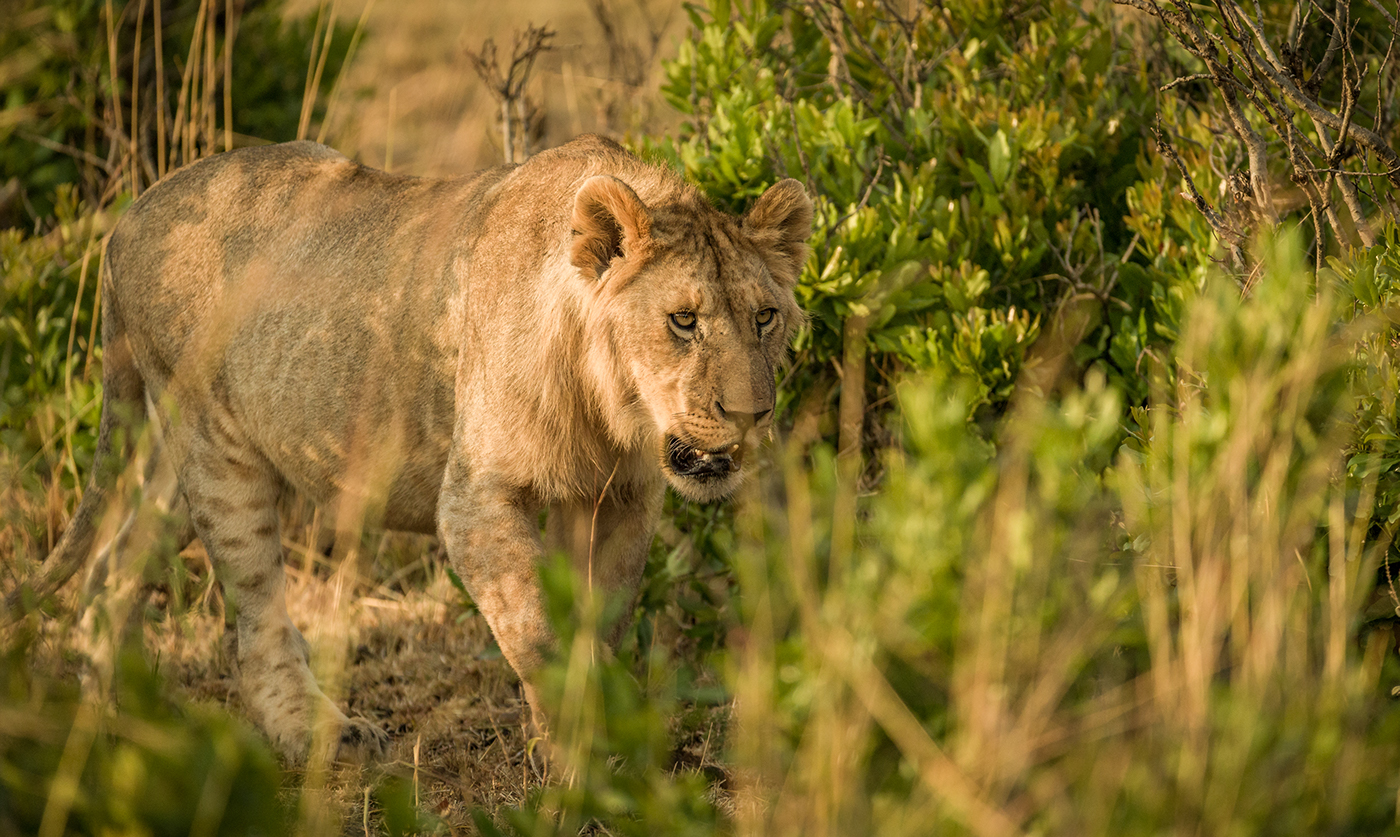 africa safari kenya wildlife wild