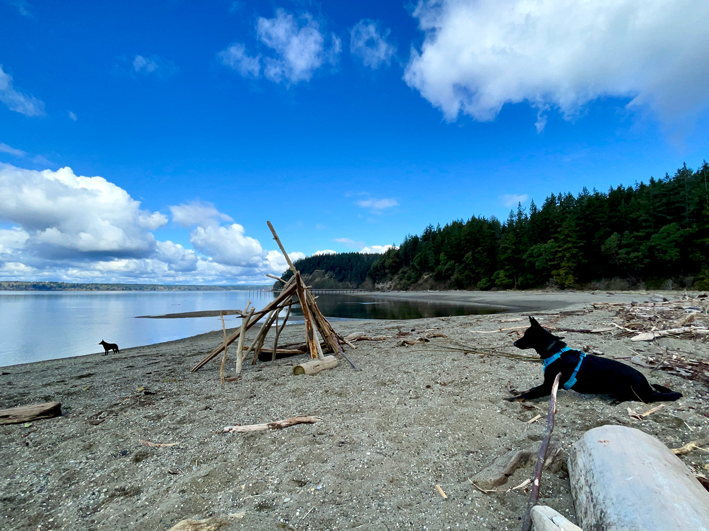 german shepherd sea beach dogs weather pacific northwest Imagery Beyond Borders Washington State