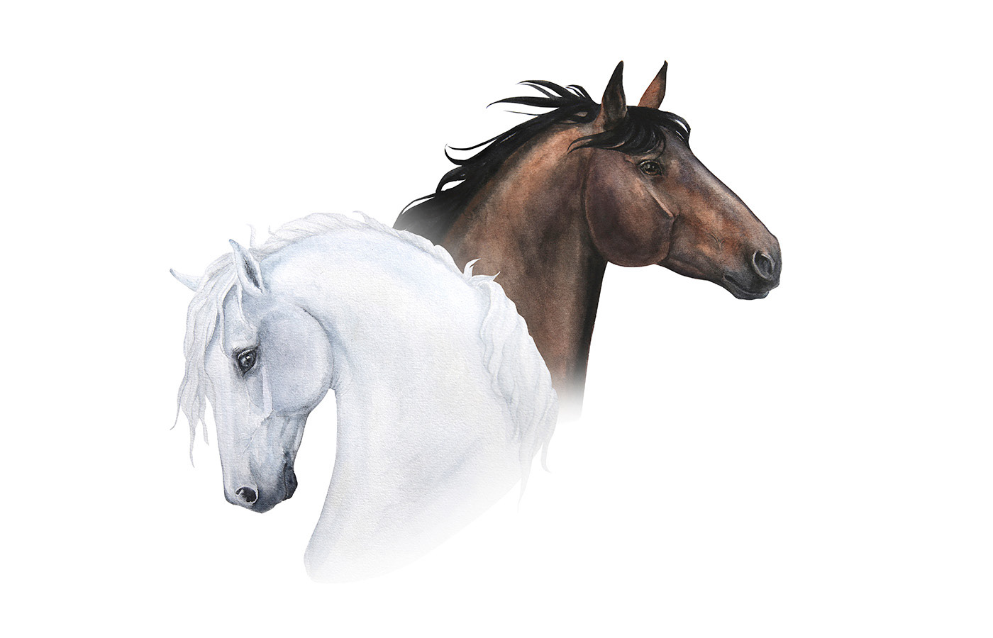 horse watercolor portrait equine animal artwork set