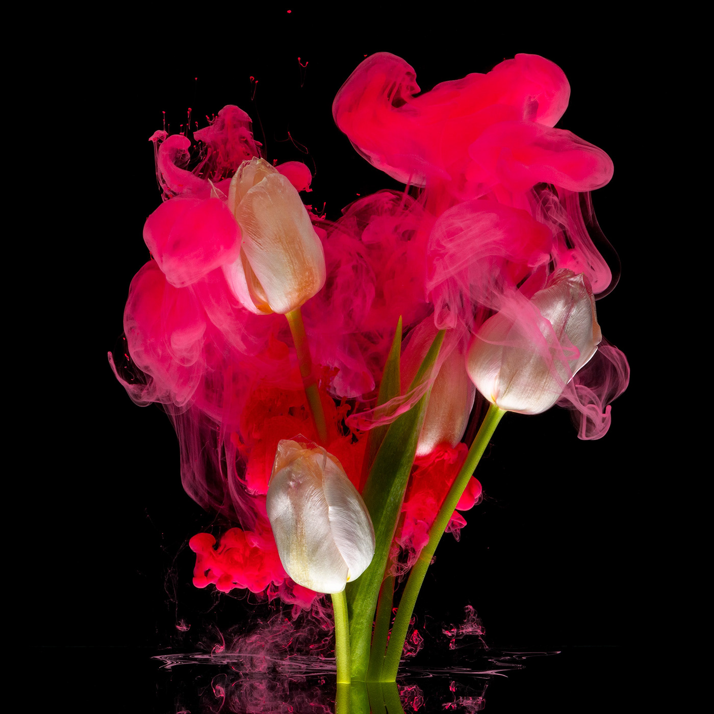 aqueous blossoms color colour fine art floral flower inkdrop inks Photography  water