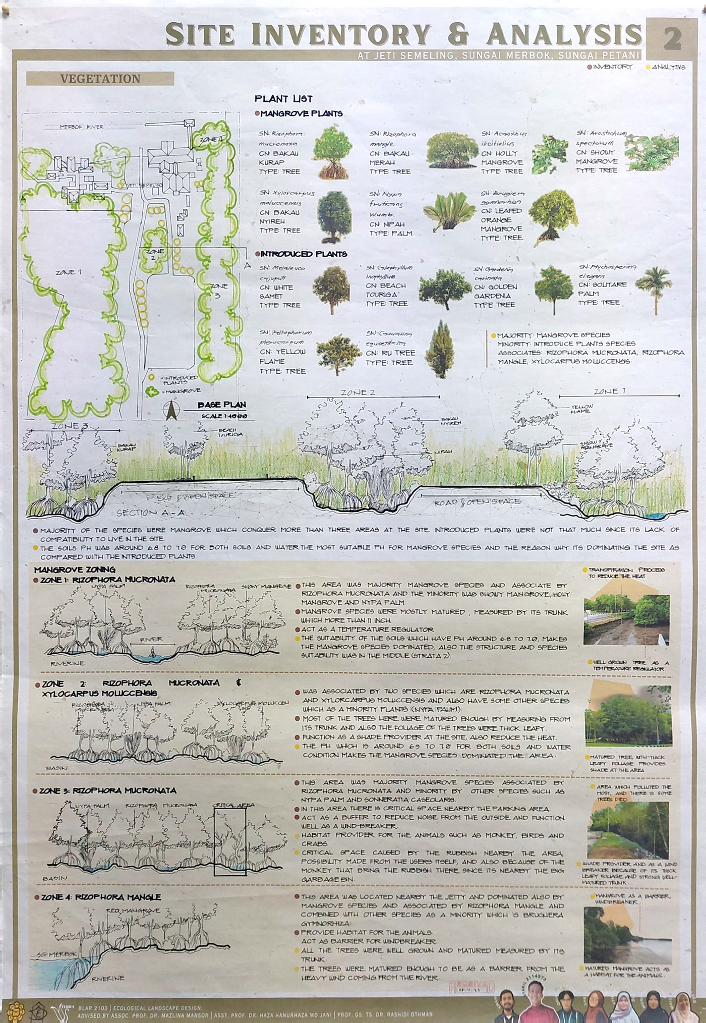 site inventory Analysis Landscape Architecture  mangrove forest shoreline ecological design biodiversity brackish water jetty vegetation